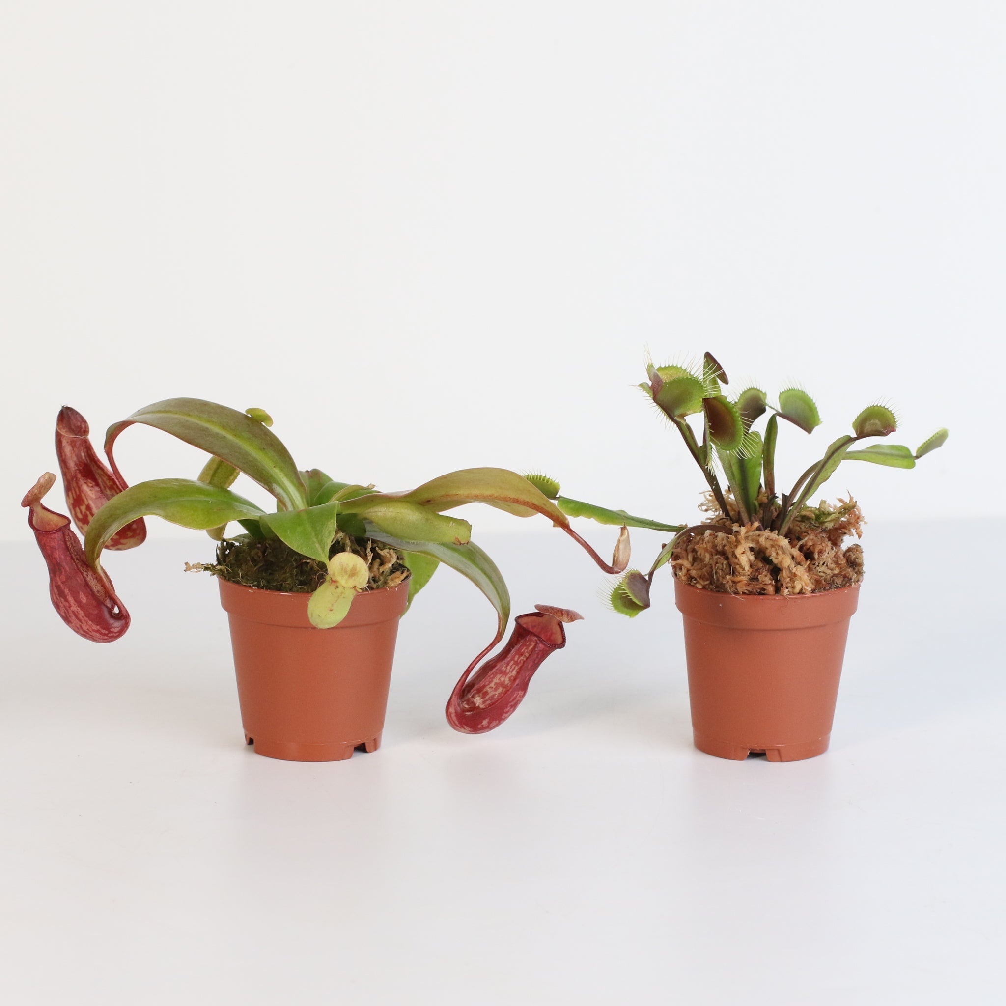 Trap Stars Duo – Carnivorous Plant Bundle (Choose Your Pair) - Cheeky Garden