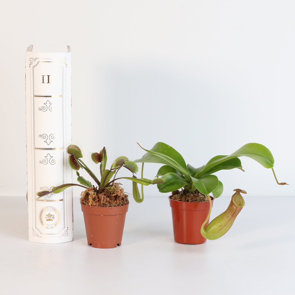 Trap Stars Duo – Carnivorous Plant Bundle (Choose Your Pair) - Cheeky Garden