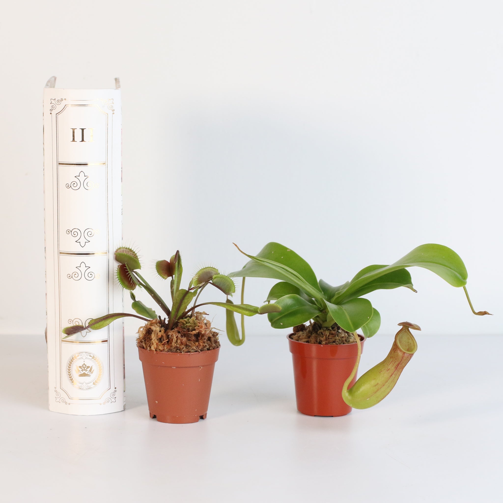 Trap Stars Duo – Carnivorous Plant Bundle (Choose Your Pair) - Cheeky Garden