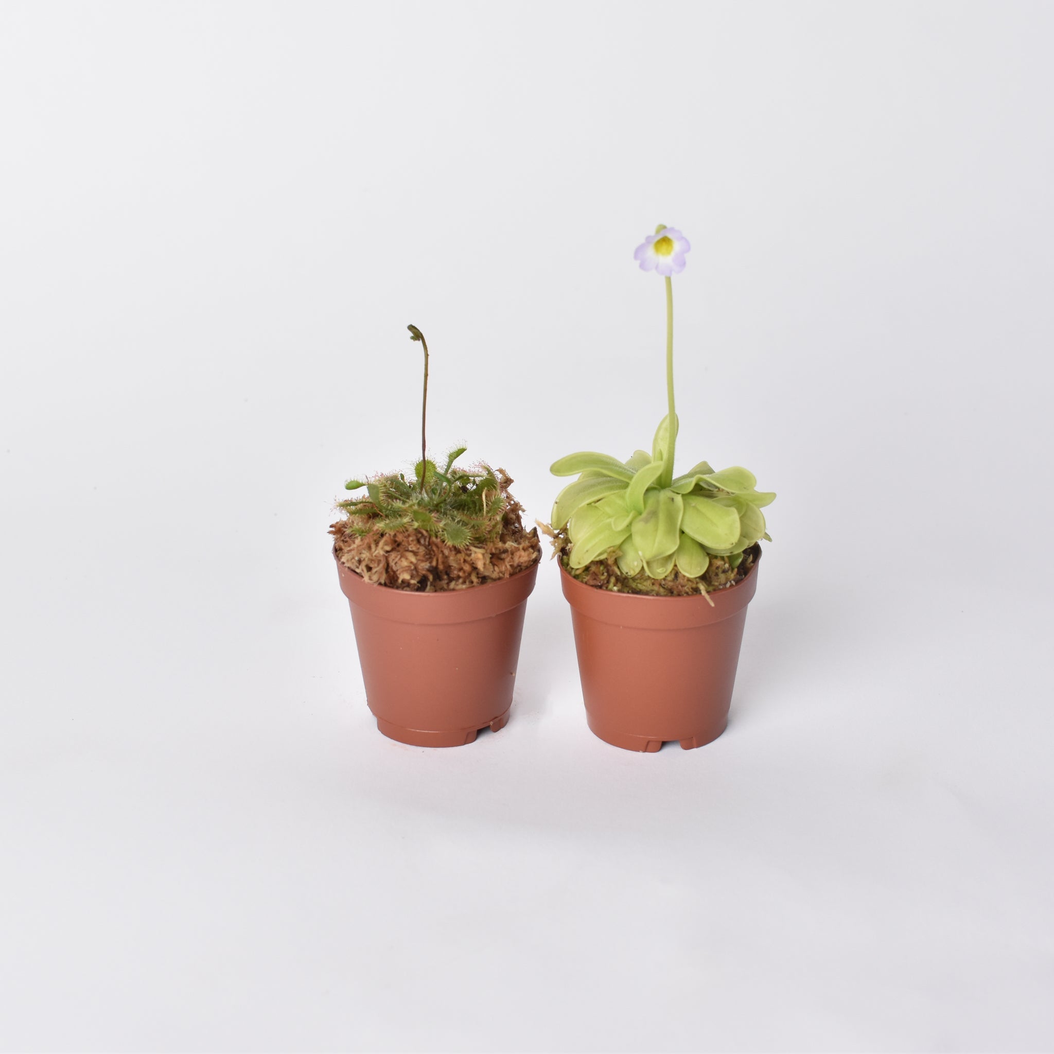 Trap Stars Duo – Carnivorous Plant Bundle (Choose Your Pair) - Cheeky Garden