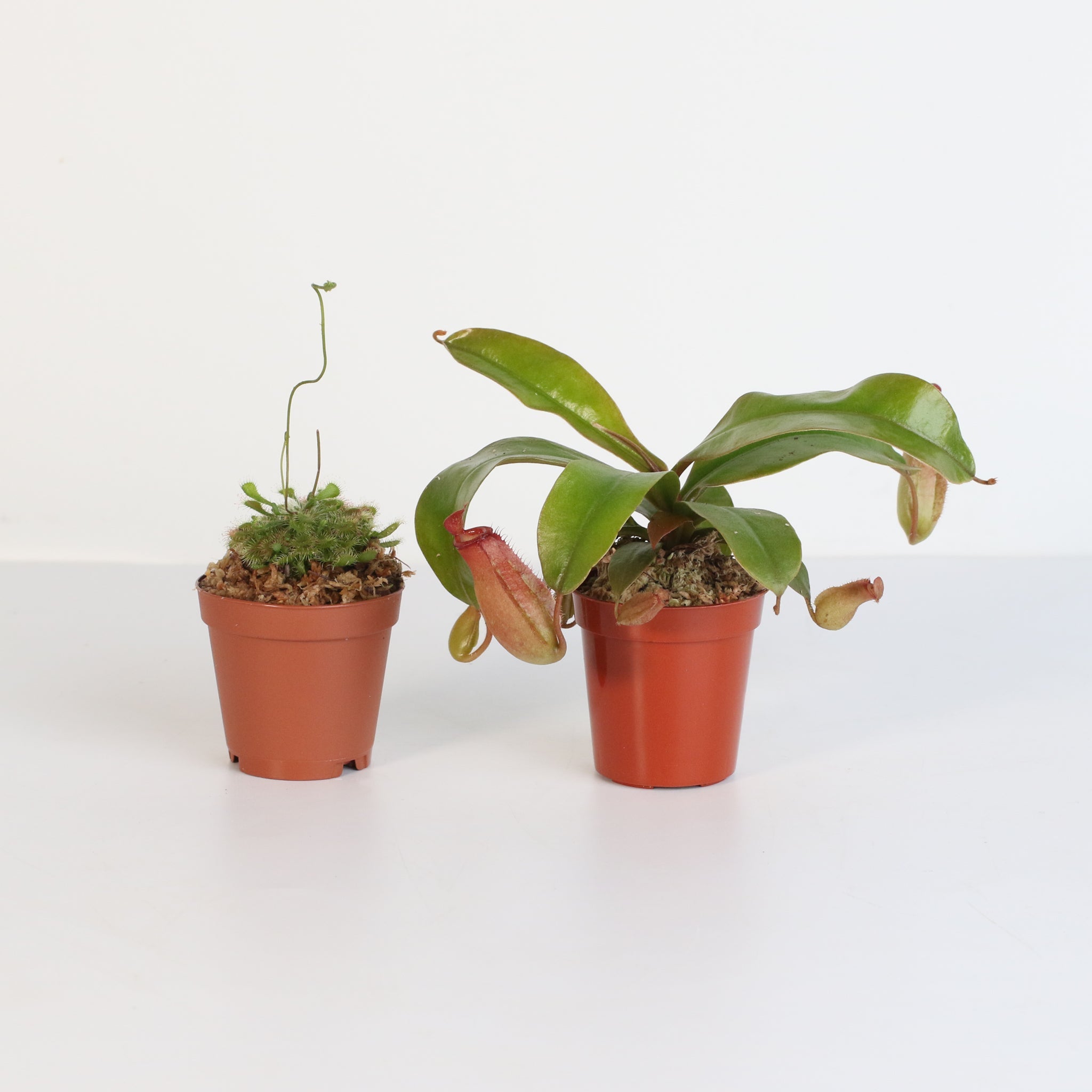 Trap Stars Duo – Carnivorous Plant Bundle (Choose Your Pair) - Cheeky Garden