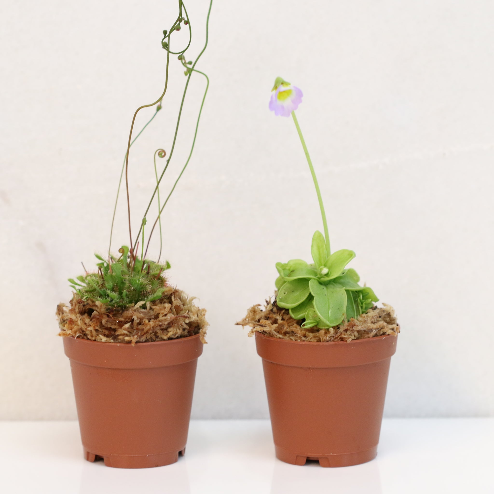 Trap Stars Duo – Carnivorous Plant Bundle (Choose Your Pair) - Cheeky Garden