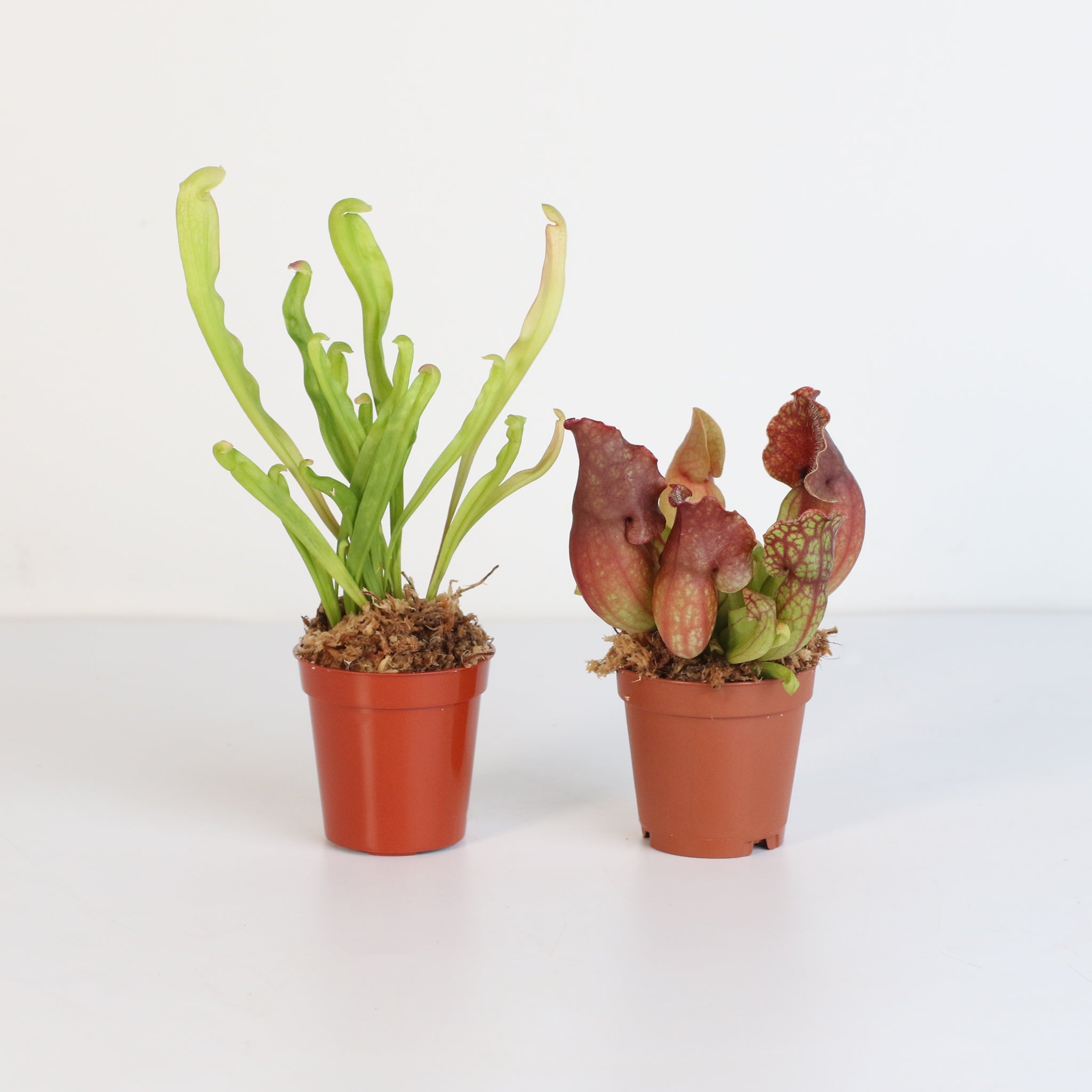Trap Stars Duo – Carnivorous Plant Bundle (Choose Your Pair) - Cheeky Garden