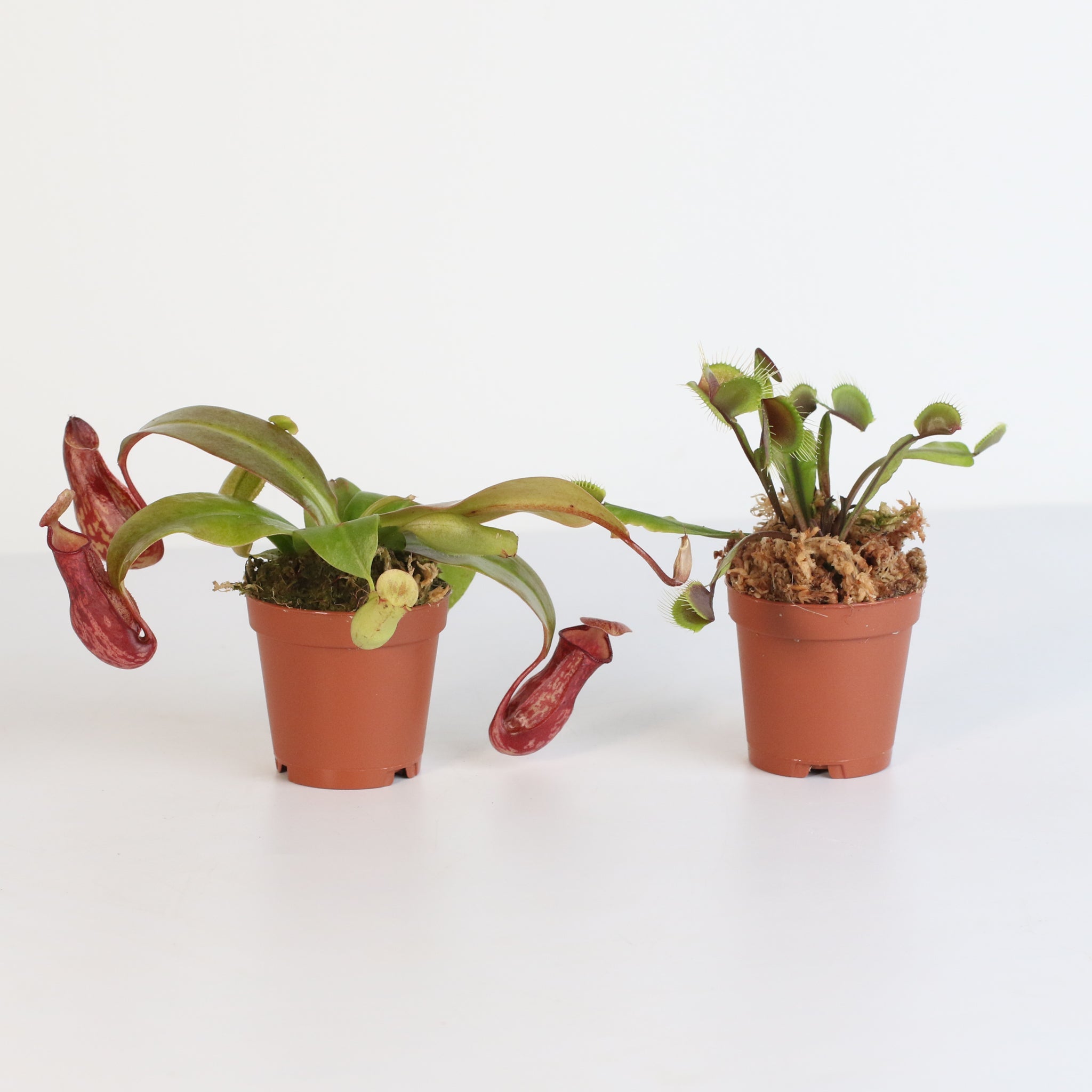 Trap Stars Duo – Carnivorous Plant Bundle (Choose Your Pair) - Cheeky Garden