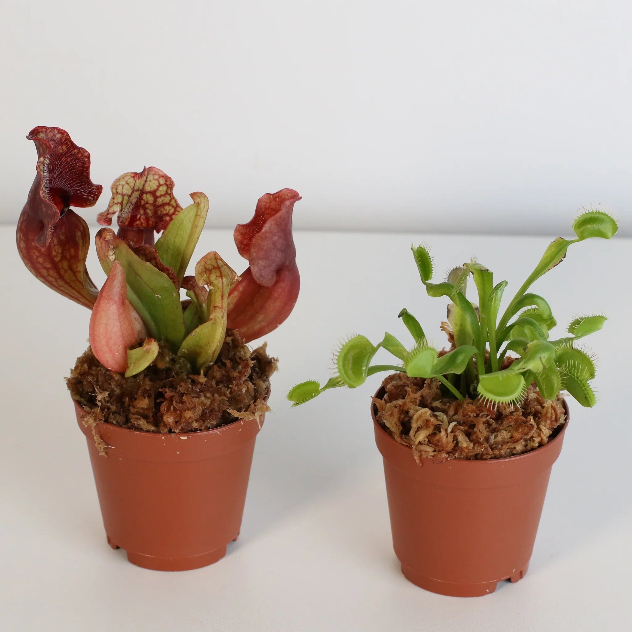 Trap Stars Duo – Carnivorous Plant Bundle (Choose Your Pair) - Cheeky Garden
