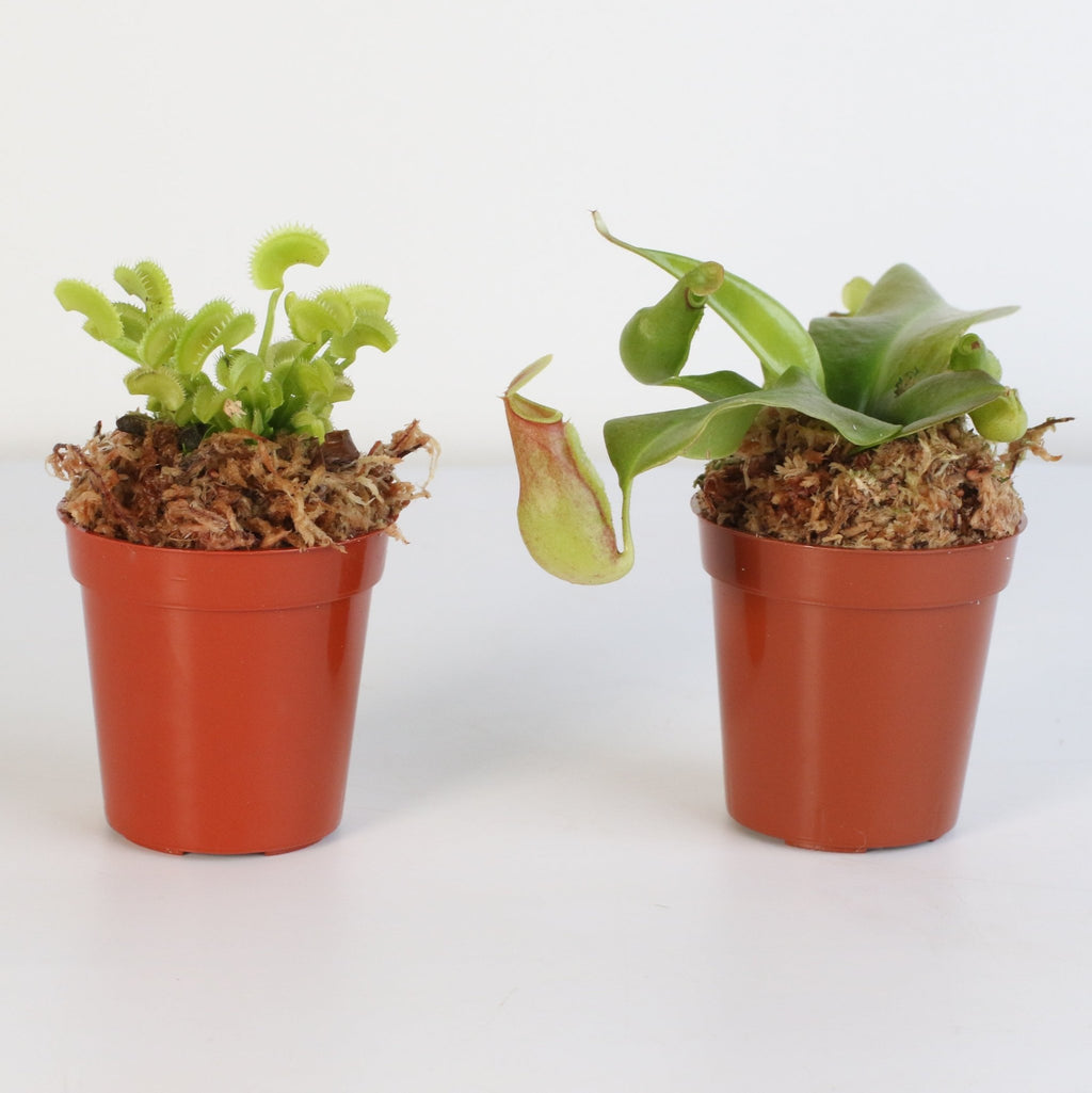 Trap Stars Duo – Carnivorous Plant Bundle (Choose Your Pair) - Cheeky Garden