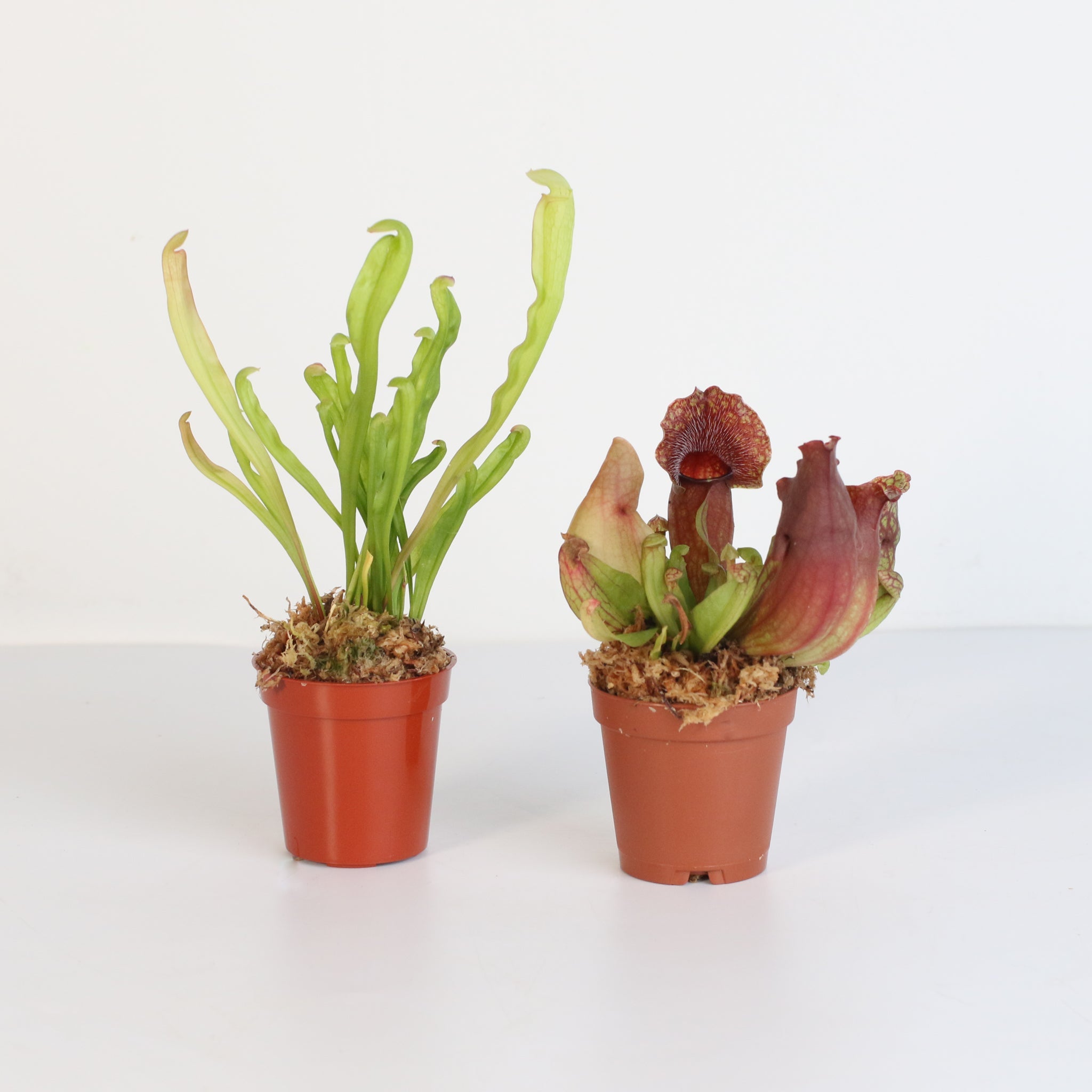 Trap Stars Duo – Carnivorous Plant Bundle (Choose Your Pair) - Cheeky Garden