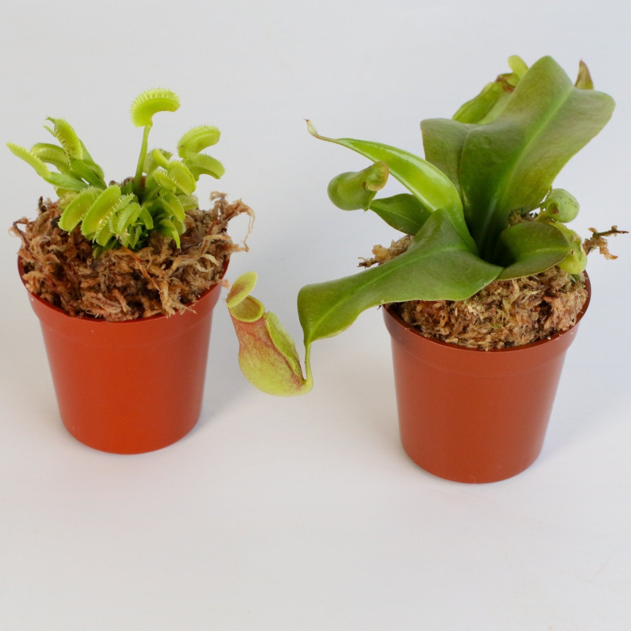 Trap Stars Duo – Carnivorous Plant Bundle (Choose Your Pair) - Cheeky Garden