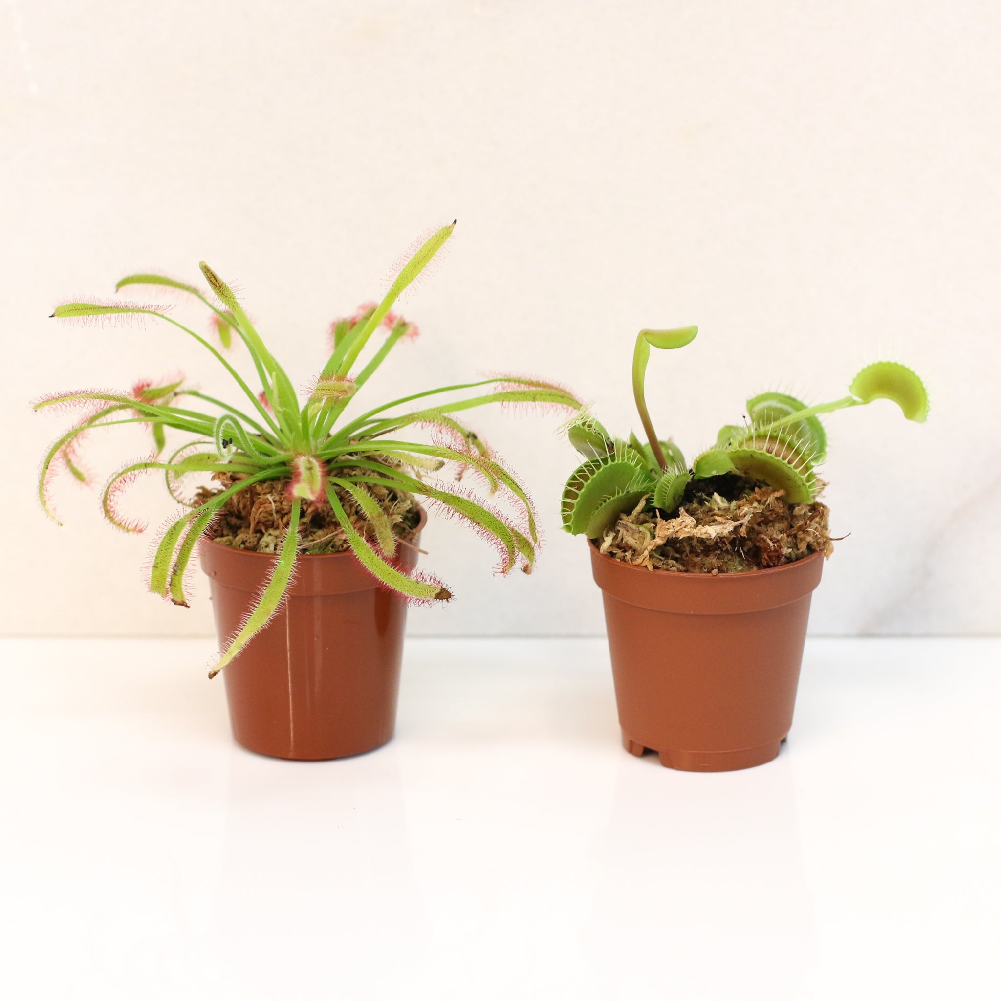 Trap Stars Duo – Carnivorous Plant Bundle (Choose Your Pair) - Cheeky Garden