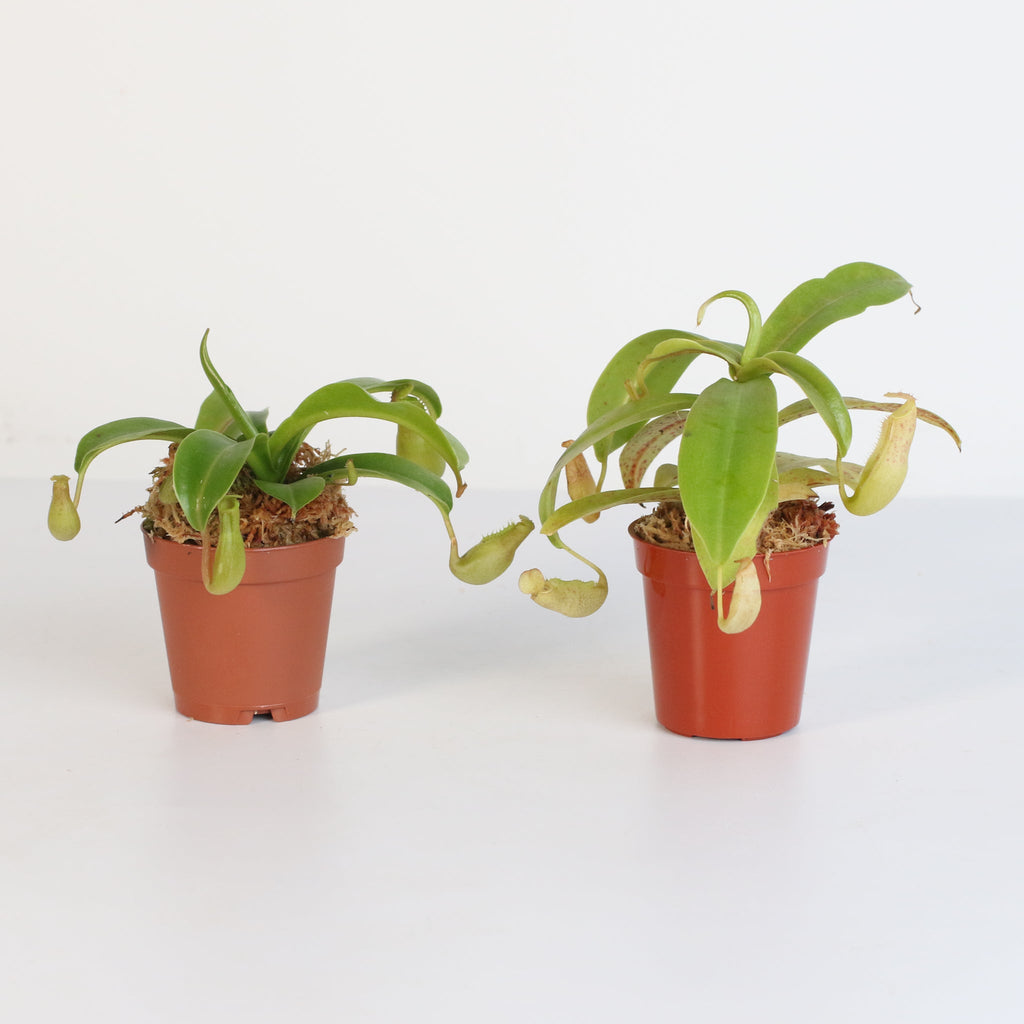 Trap Stars Duo – Carnivorous Plant Bundle (Choose Your Pair) - Cheeky Garden