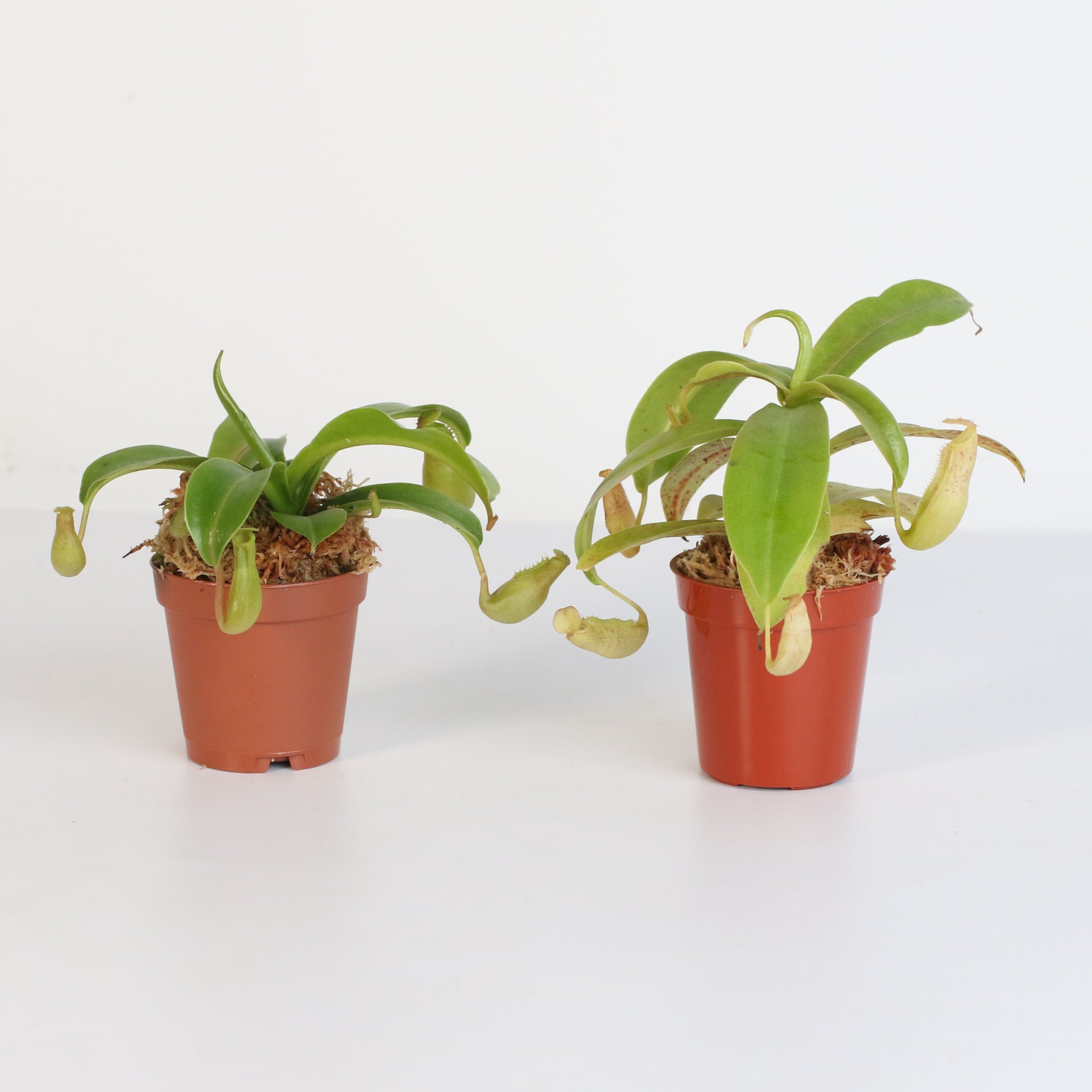 Trap Stars Duo – Carnivorous Plant Bundle (Choose Your Pair) - Cheeky Garden