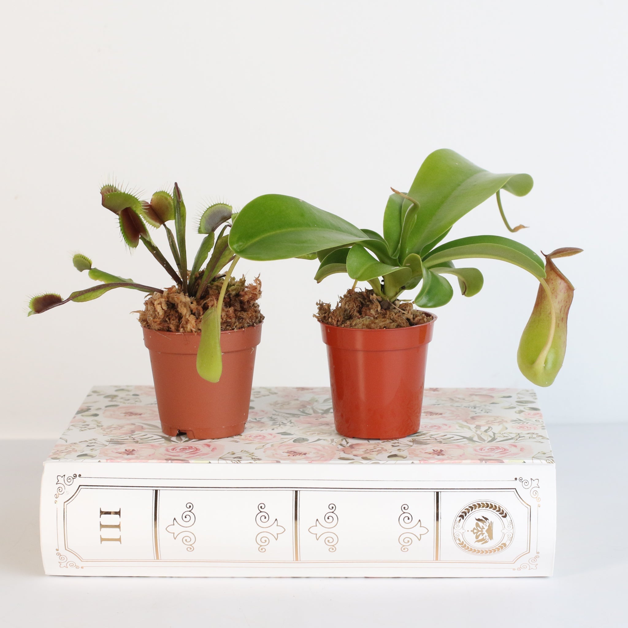 Trap Stars Duo – Carnivorous Plant Bundle (Choose Your Pair) - Cheeky Garden