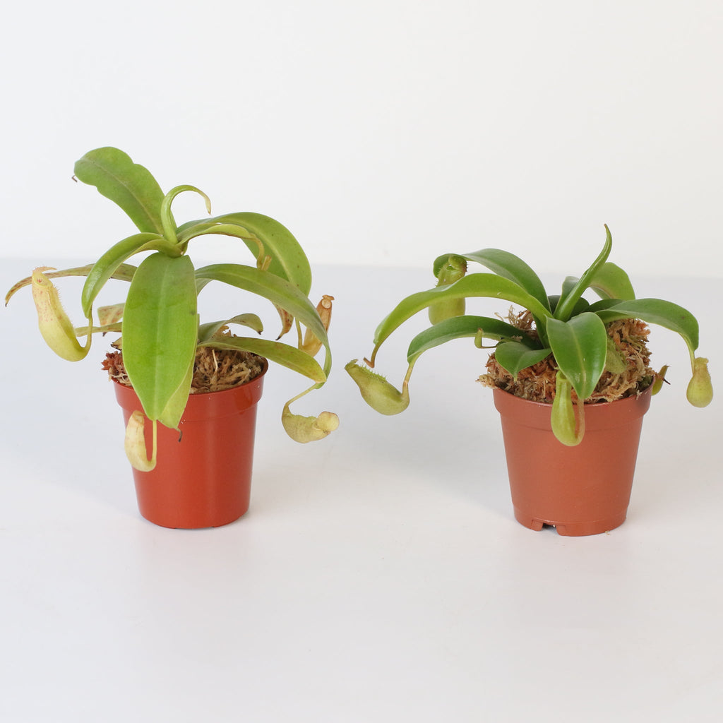 Trap Stars Duo – Carnivorous Plant Bundle (Choose Your Pair) - Cheeky Garden