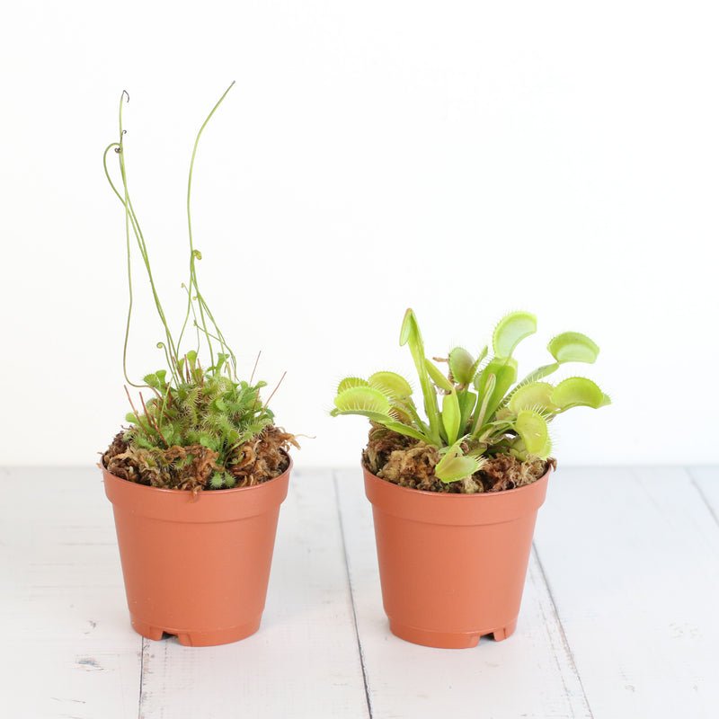 Trap Stars Duo – Carnivorous Plant Bundle (Choose Your Pair) - Cheeky Garden