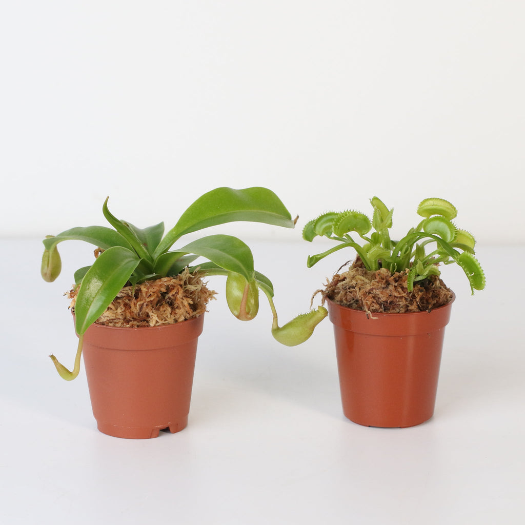 Trap Stars Duo – Carnivorous Plant Bundle (Choose Your Pair) - Cheeky Garden