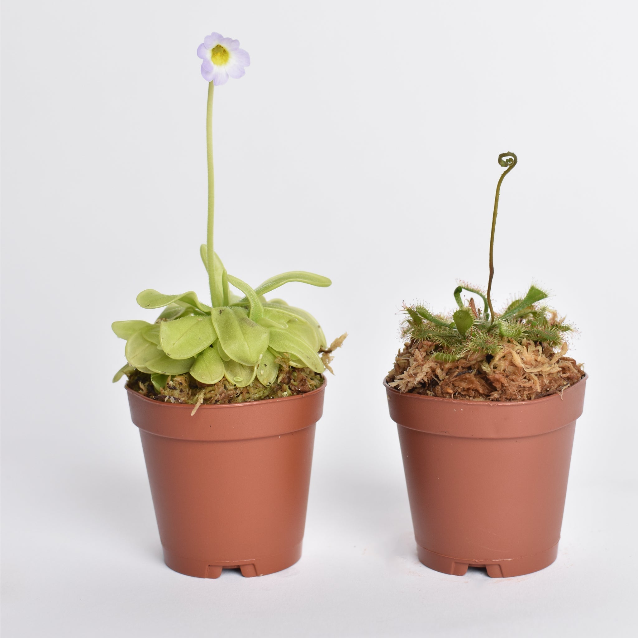 Trap Stars Duo – Carnivorous Plant Bundle (Choose Your Pair) - Cheeky Garden