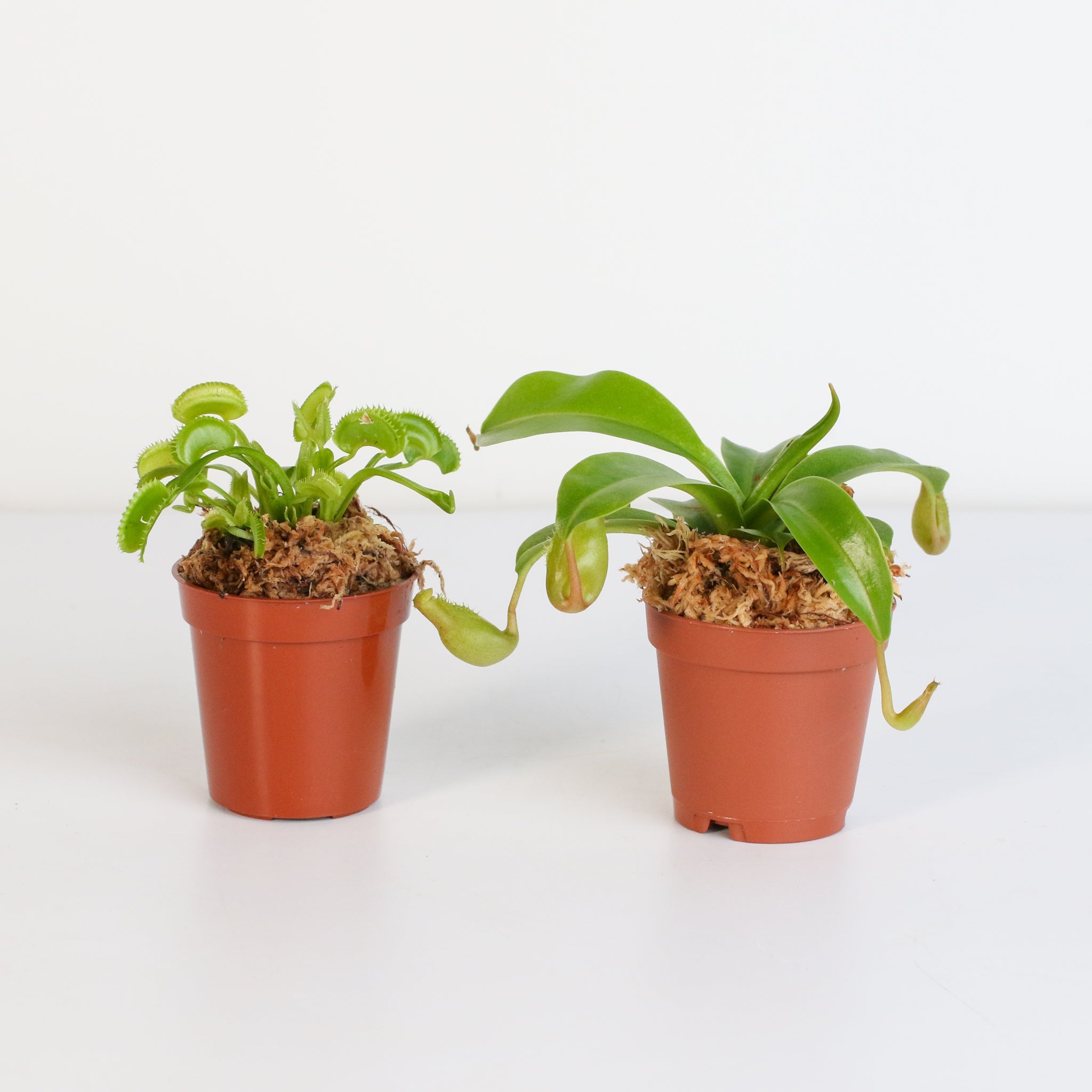 Trap Stars Duo – Carnivorous Plant Bundle (Choose Your Pair) - Cheeky Garden
