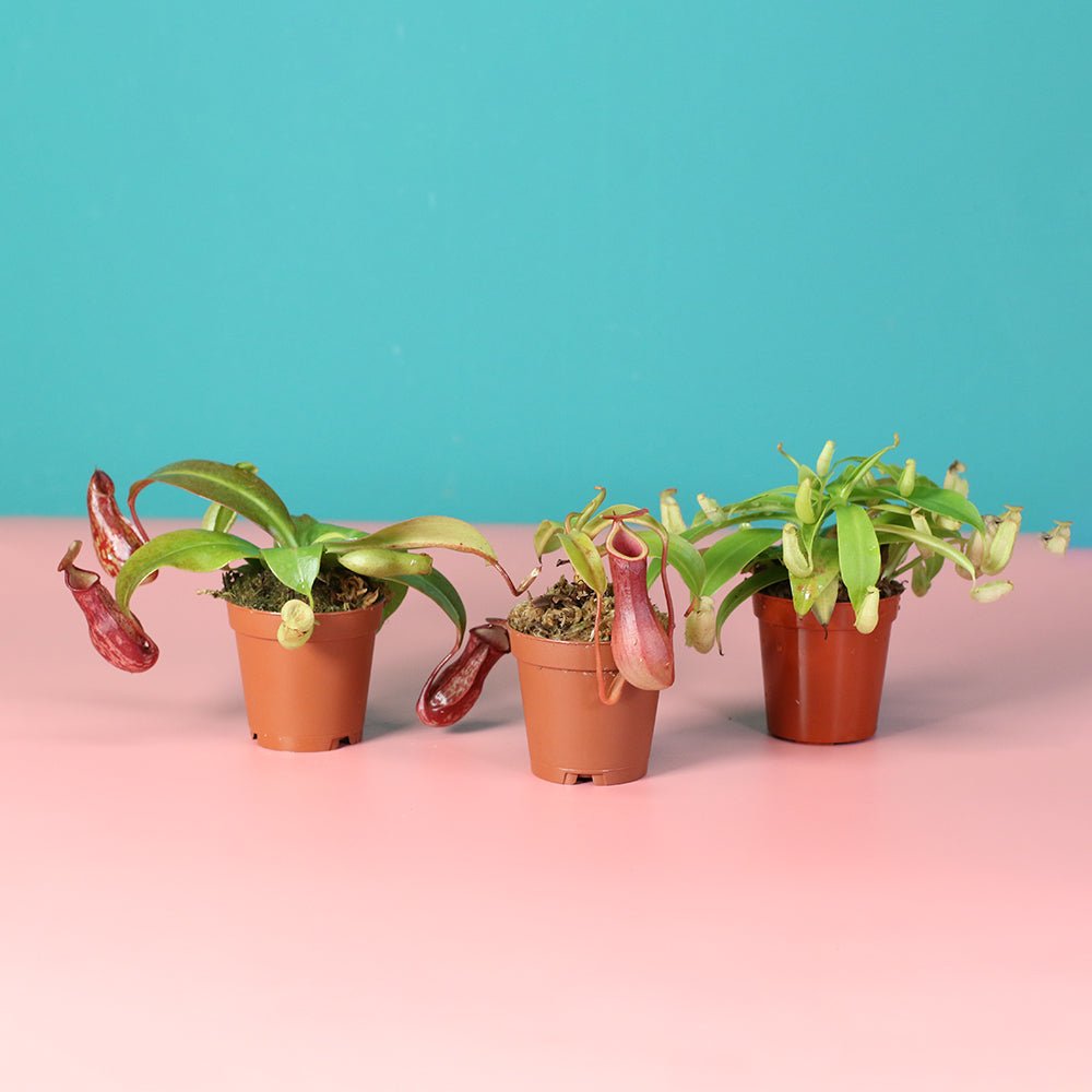 Trio of Terror Carnivorous Plant Bundle - Cheeky Garden