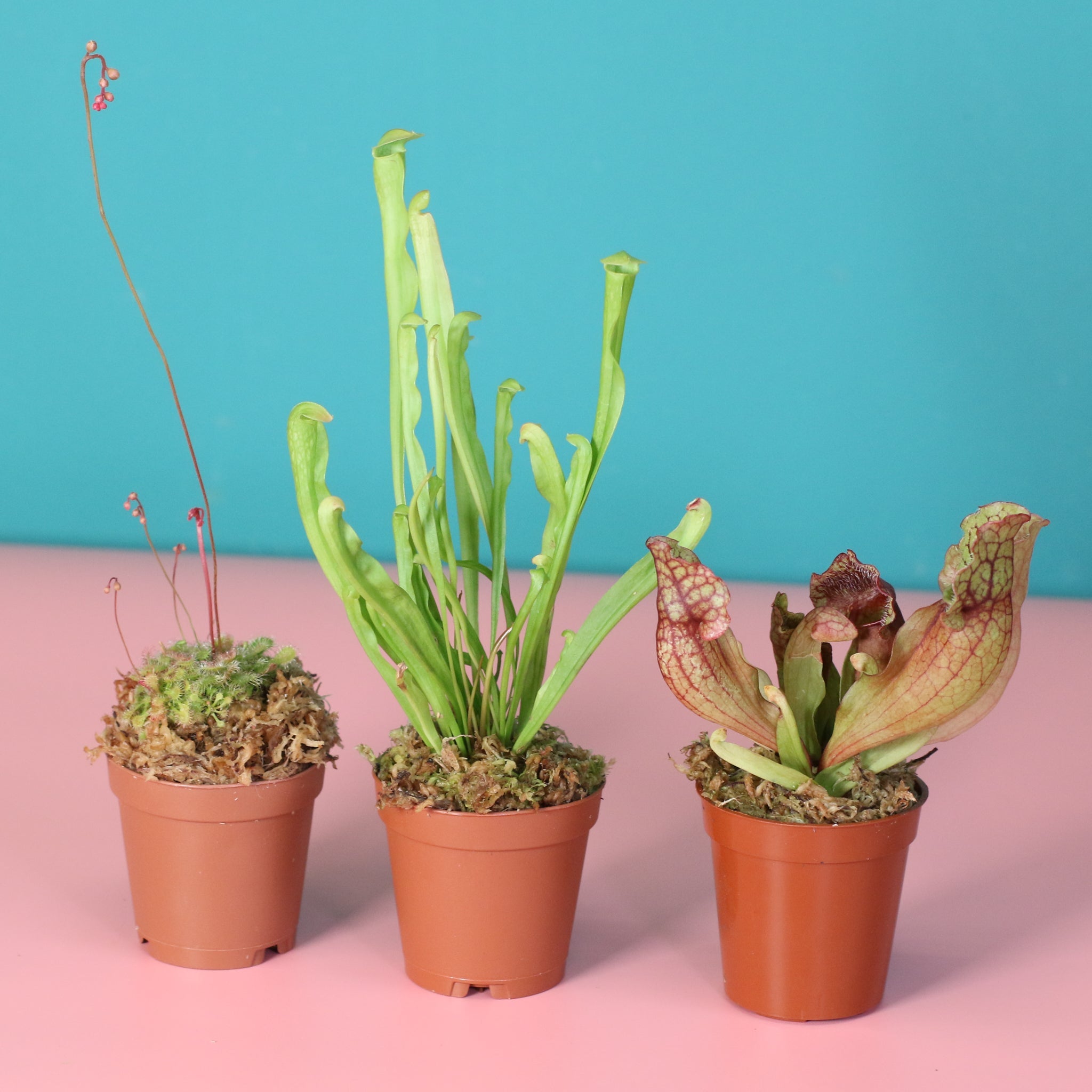 Trio of Terror Carnivorous Plant Bundle - Cheeky Garden