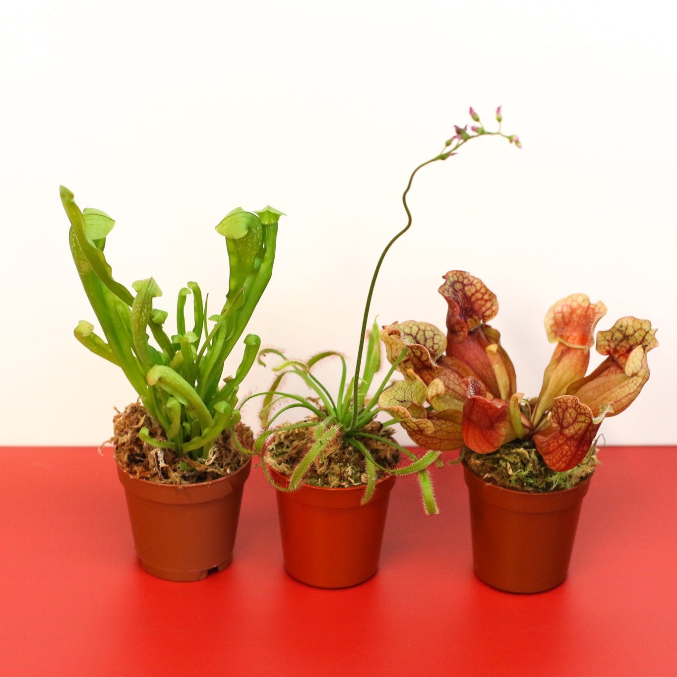 Trio of Terror Carnivorous Plant Bundle - Cheeky Garden