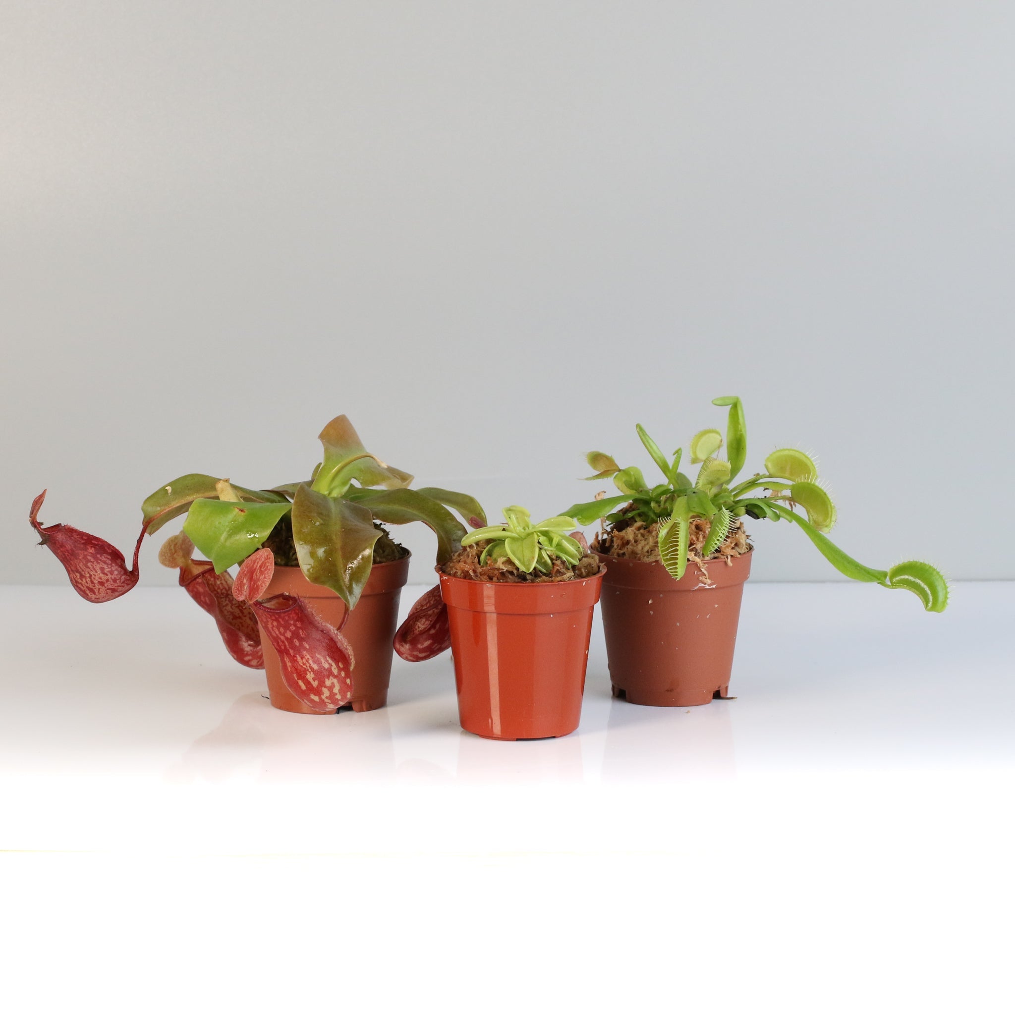 Trio of Terror Carnivorous Plant Bundle - Cheeky Garden