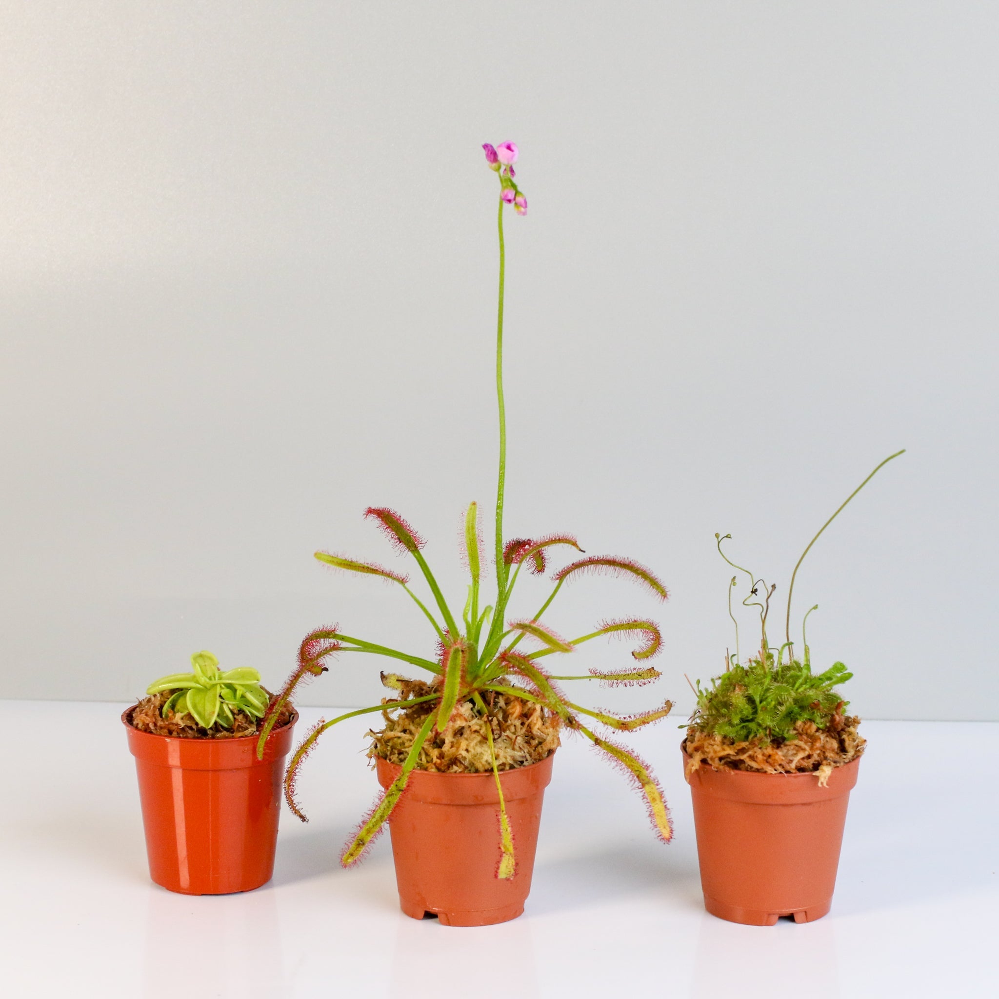 Trio of Terror Carnivorous Plant Bundle - Cheeky Garden