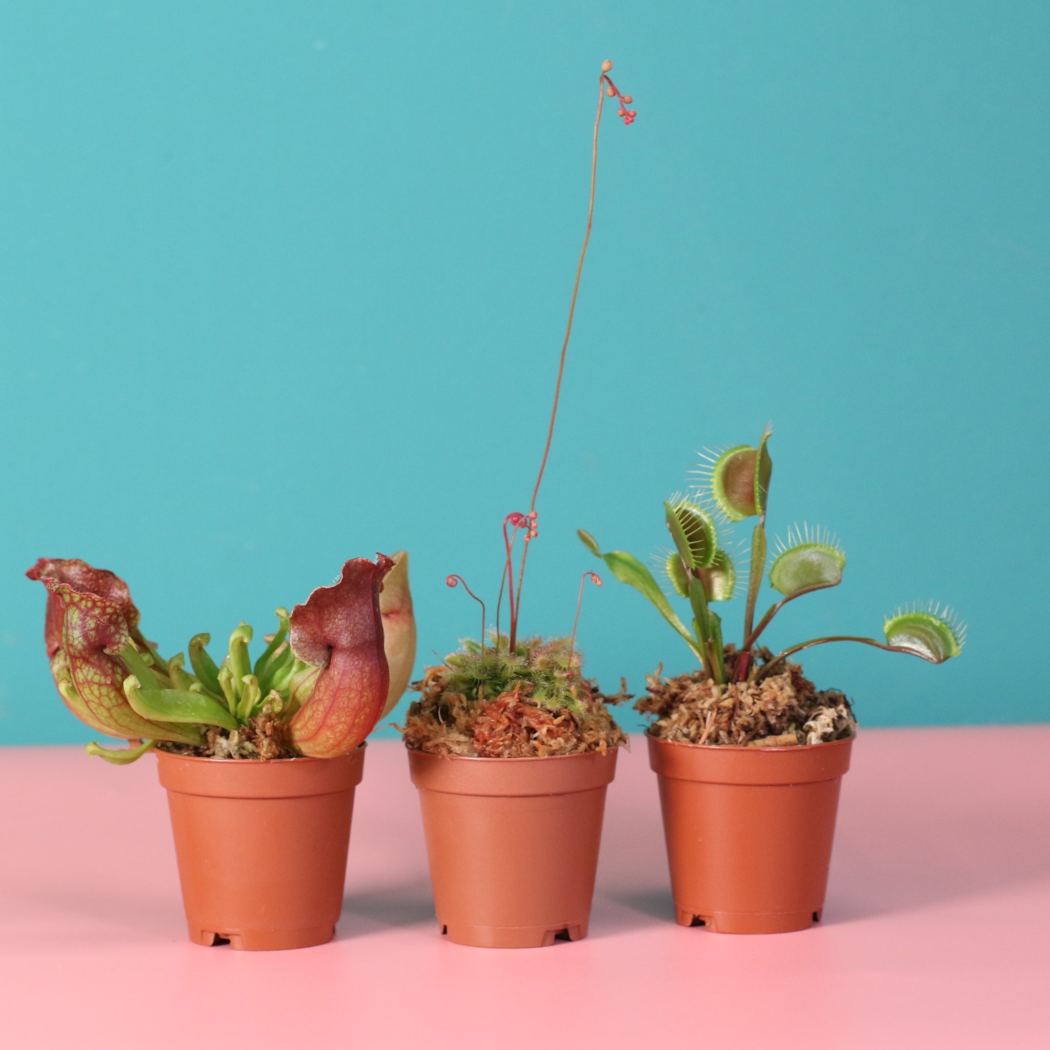 Trio of Terror Carnivorous Plant Bundle - Cheeky Garden