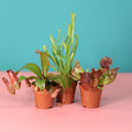Trio of Terror Carnivorous Plant Bundle - Cheeky Garden