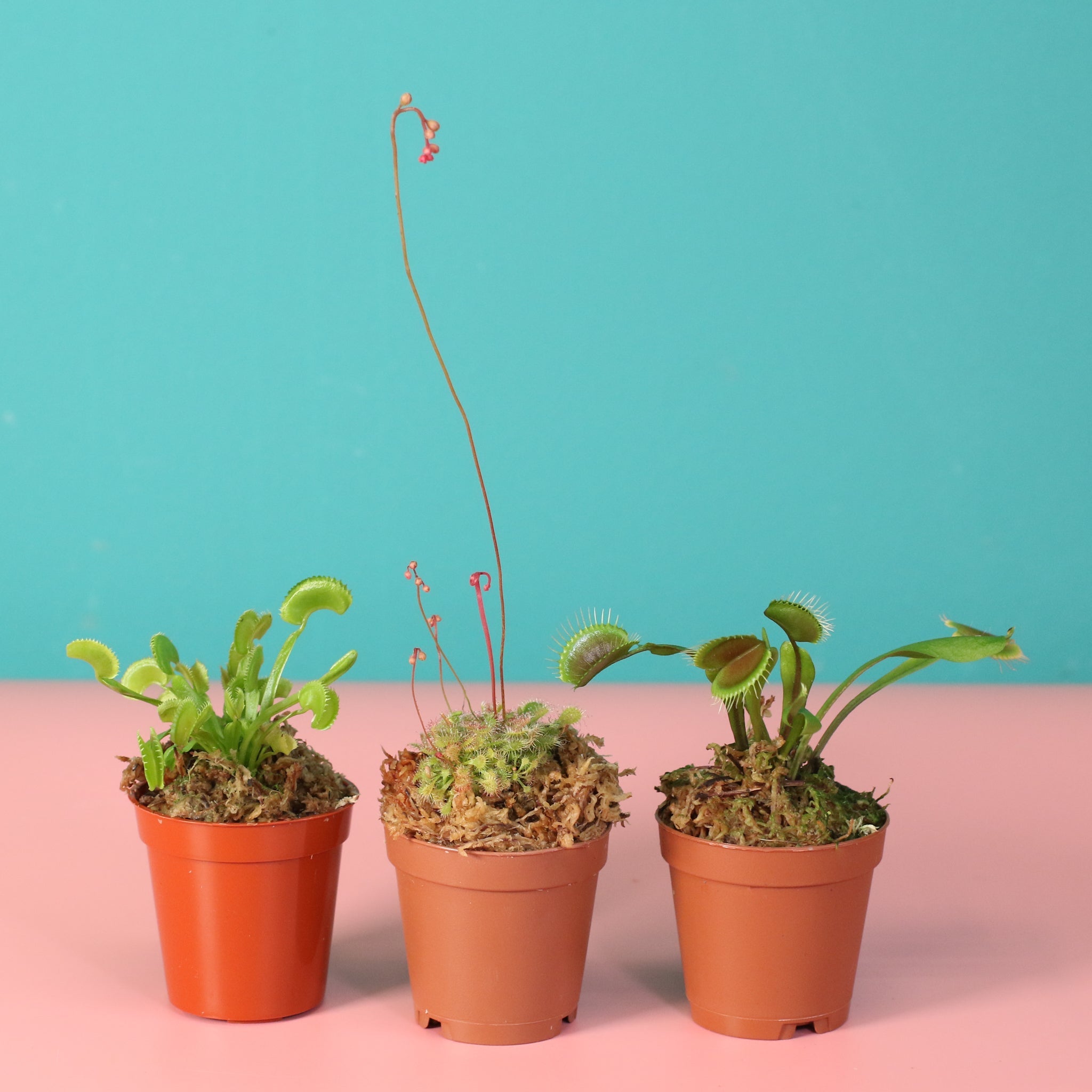 Trio of Terror Carnivorous Plant Bundle - Cheeky Garden