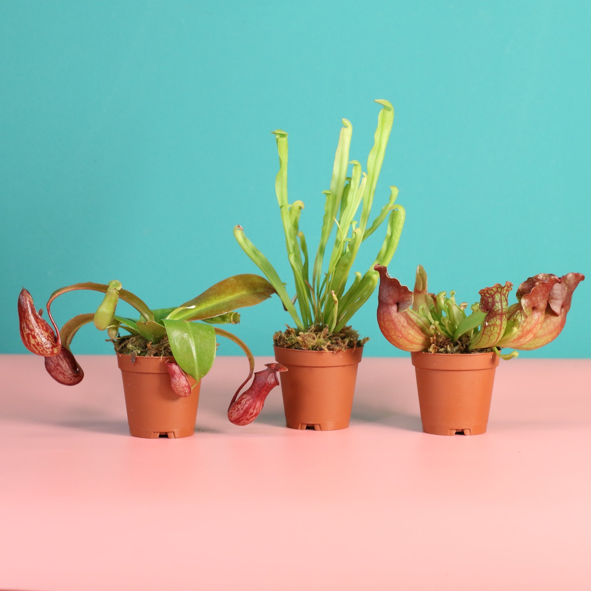 Trio of Terror Carnivorous Plant Bundle - Cheeky Garden