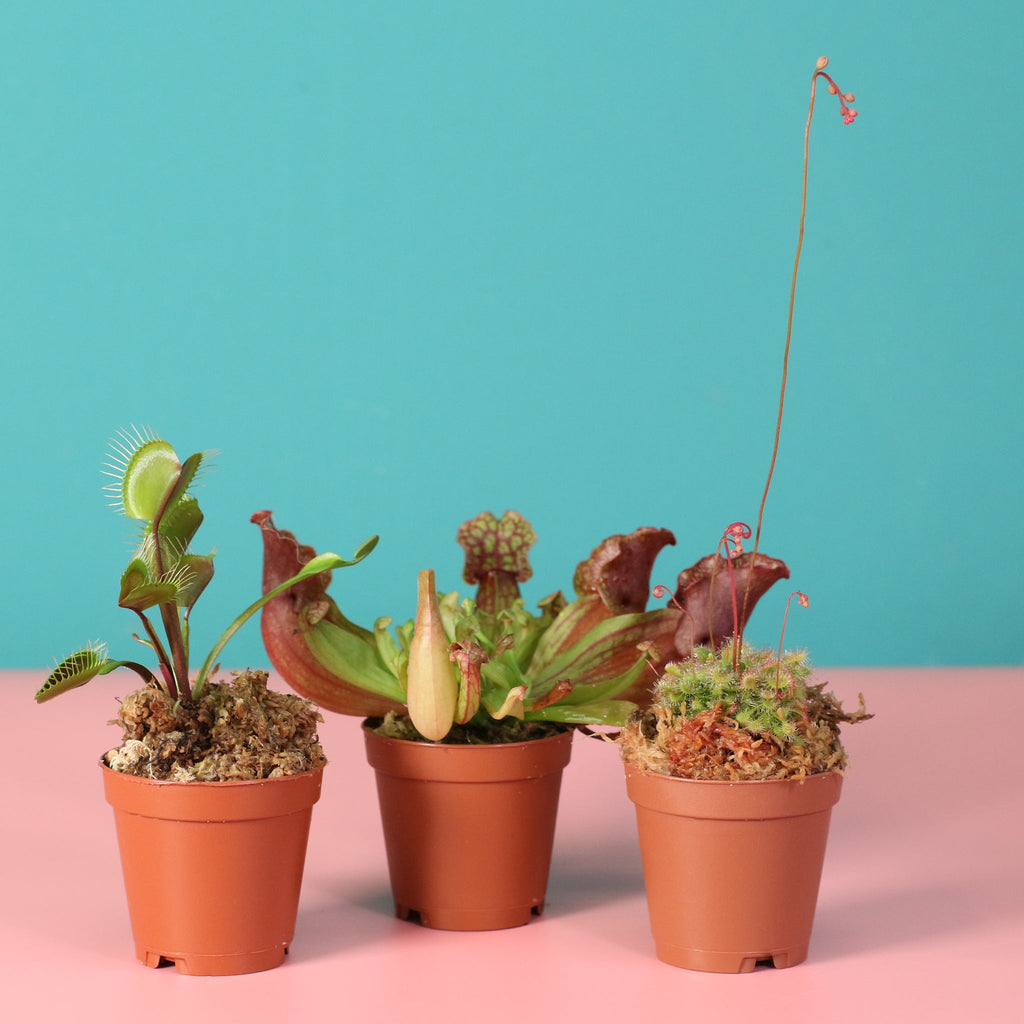 Trio of Terror Carnivorous Plant Bundle - Cheeky Garden