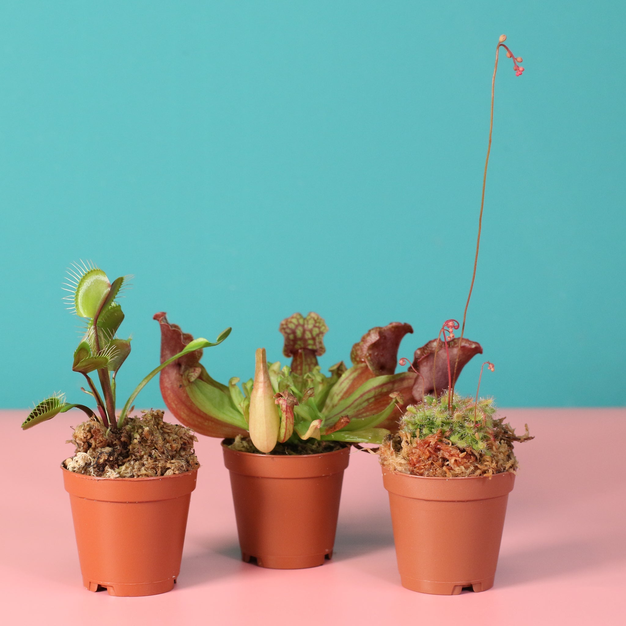 Trio of Terror Carnivorous Plant Bundle - Cheeky Garden