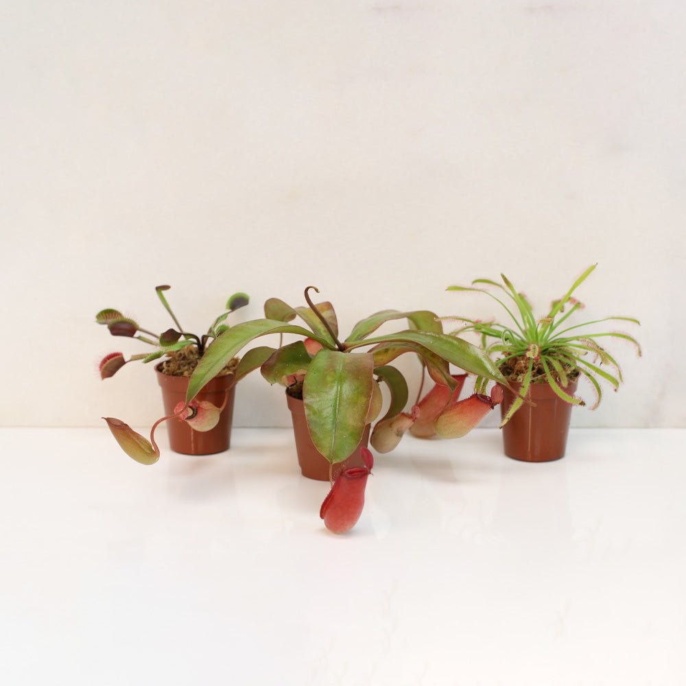 Trio of Terror Carnivorous Plant Bundle - Cheeky Garden