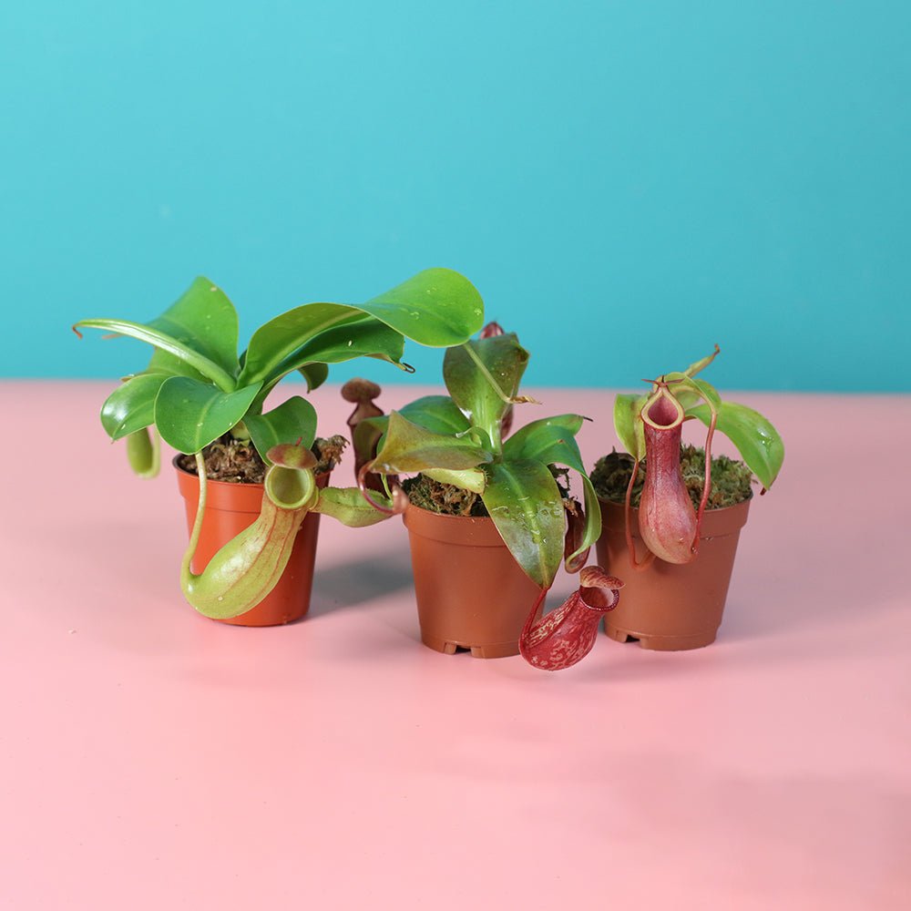 Trio of Terror Carnivorous Plant Bundle - Cheeky Garden