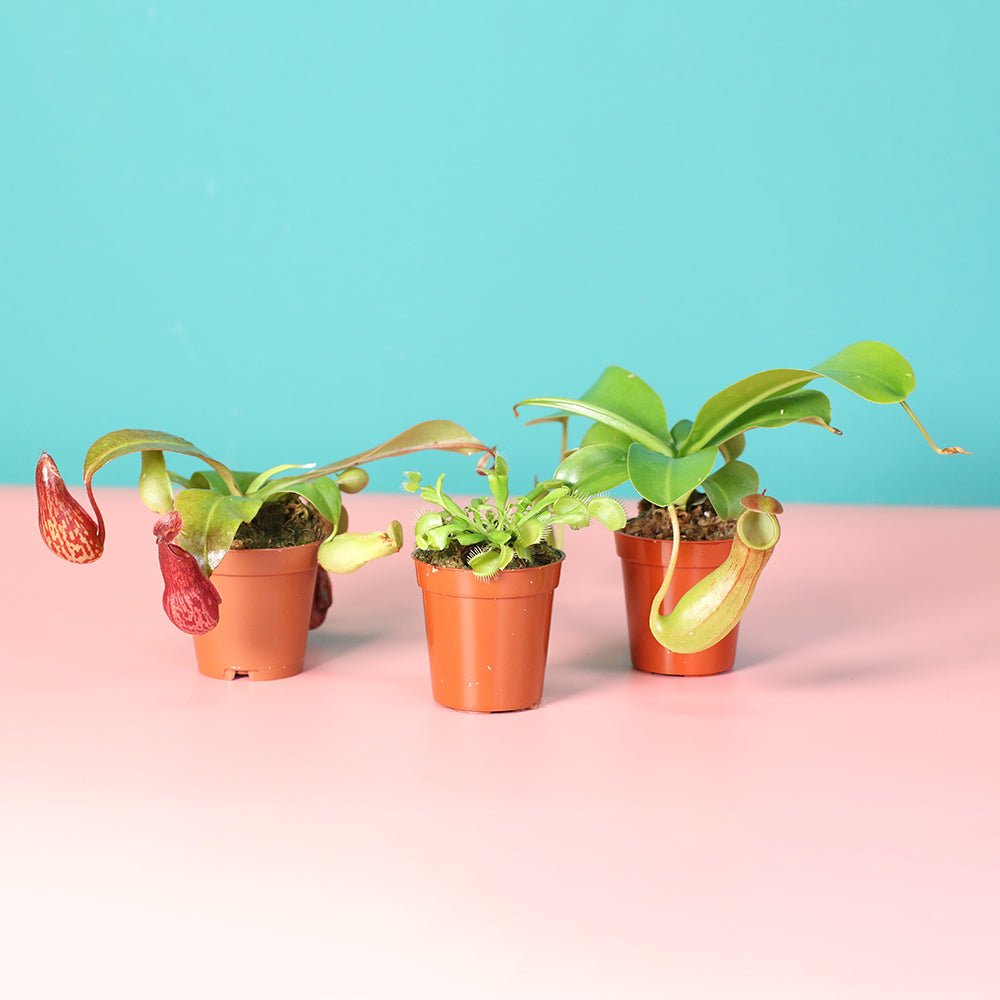 Trio of Terror Carnivorous Plant Bundle - Cheeky Garden