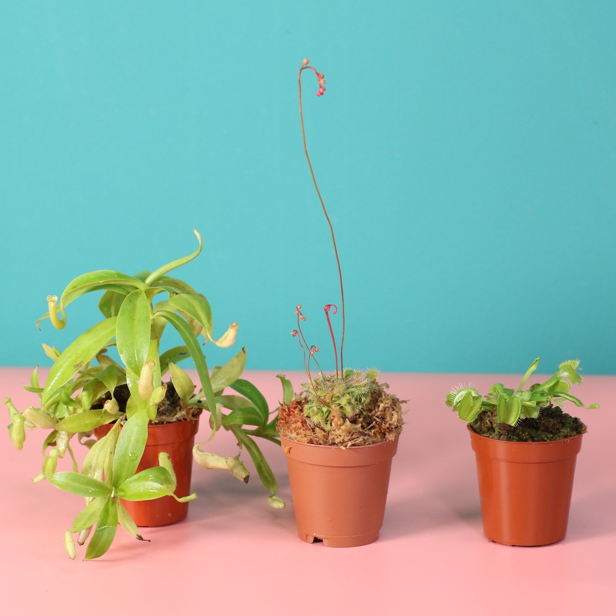Trio of Terror Carnivorous Plant Bundle - Cheeky Garden