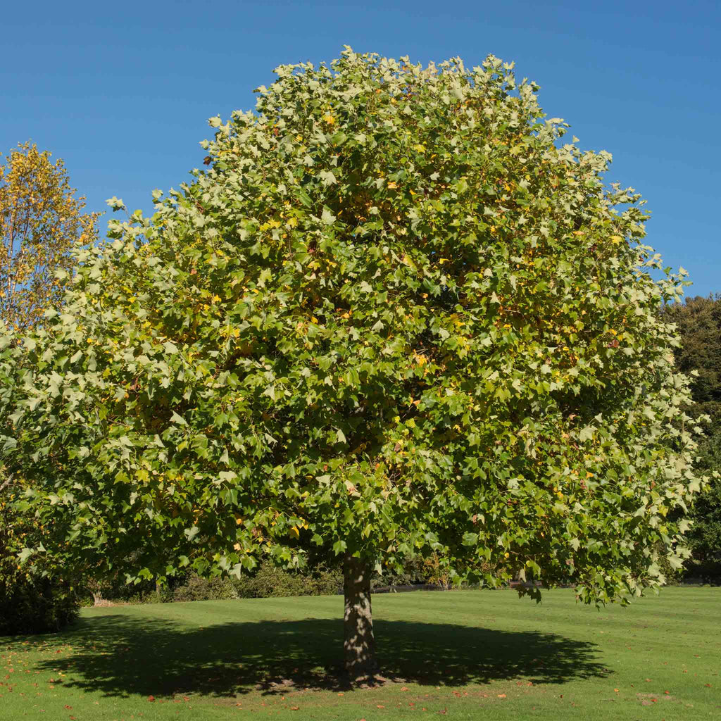 Tulip Poplar - Cheeky Garden