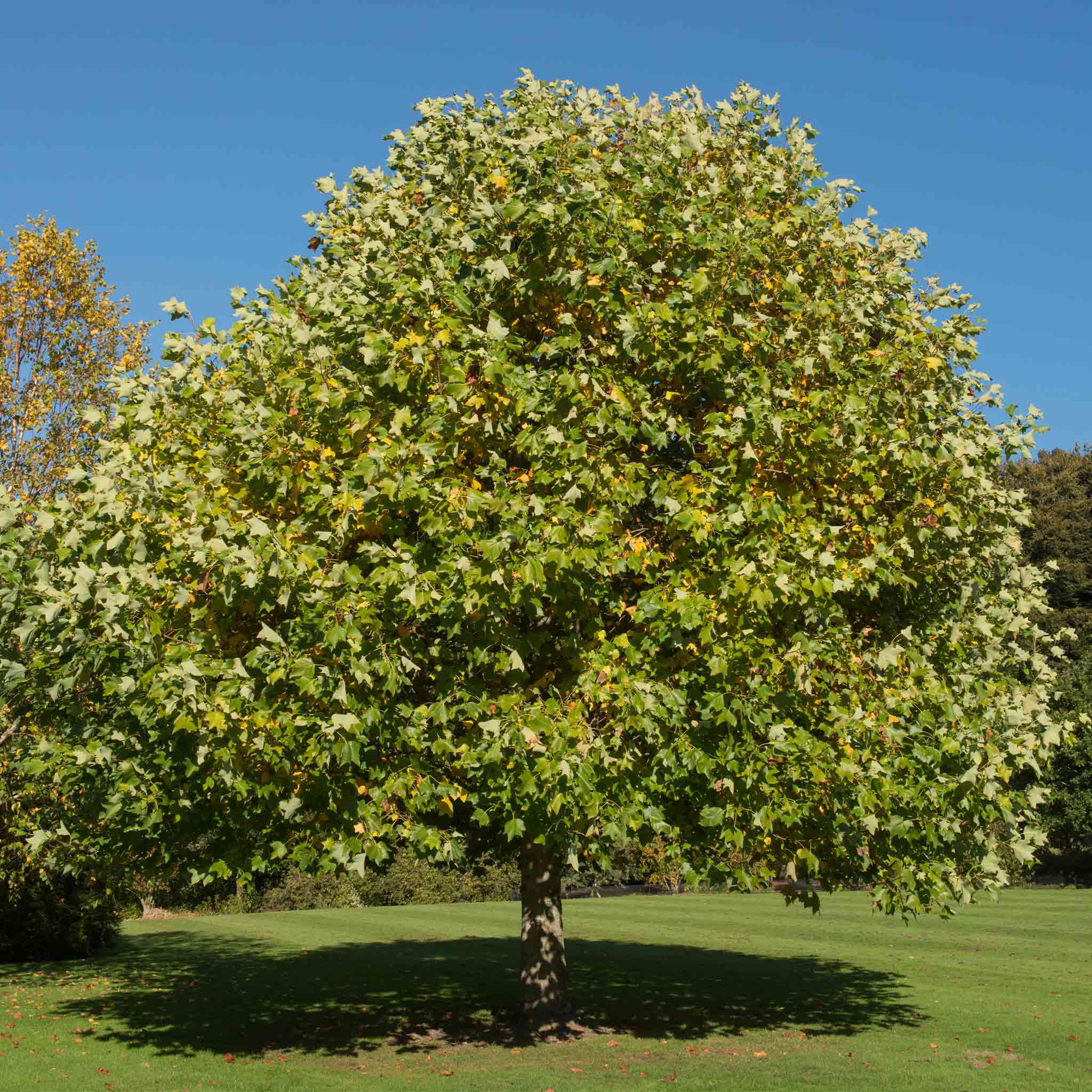 Tulip Poplar - Cheeky Garden