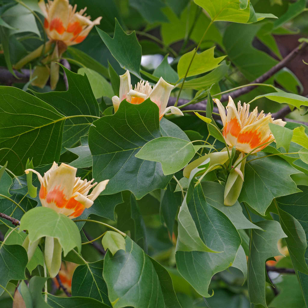 Tulip Poplar - Cheeky Garden