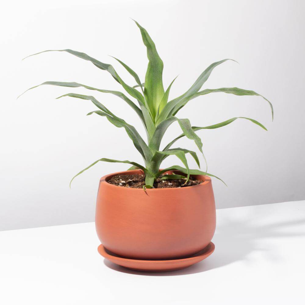 Valentina Terracotta Minimalist Planter 5.5" – Empty - Cheeky Garden