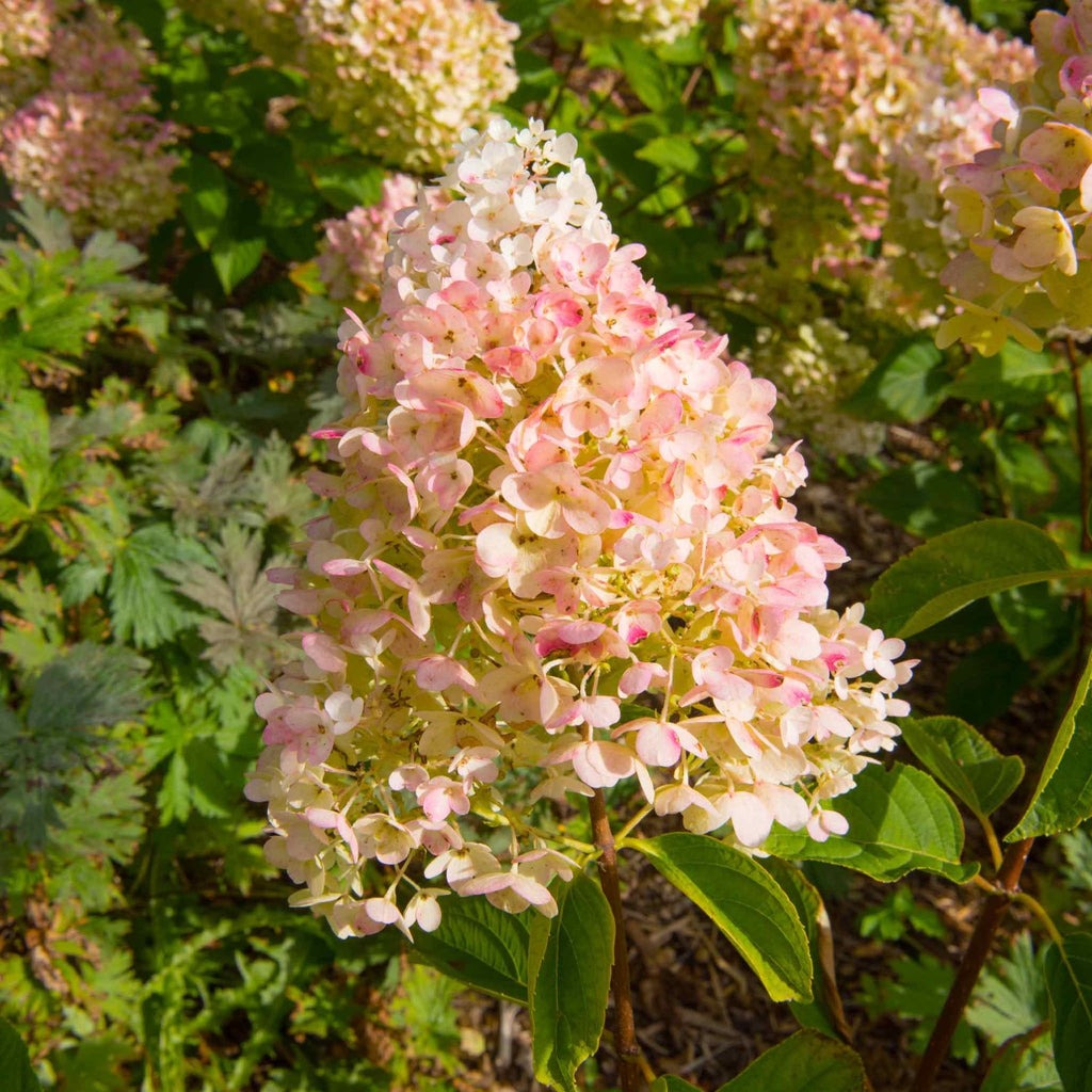Vanilla Strawberry™ Hydrangea - Cheeky Garden
