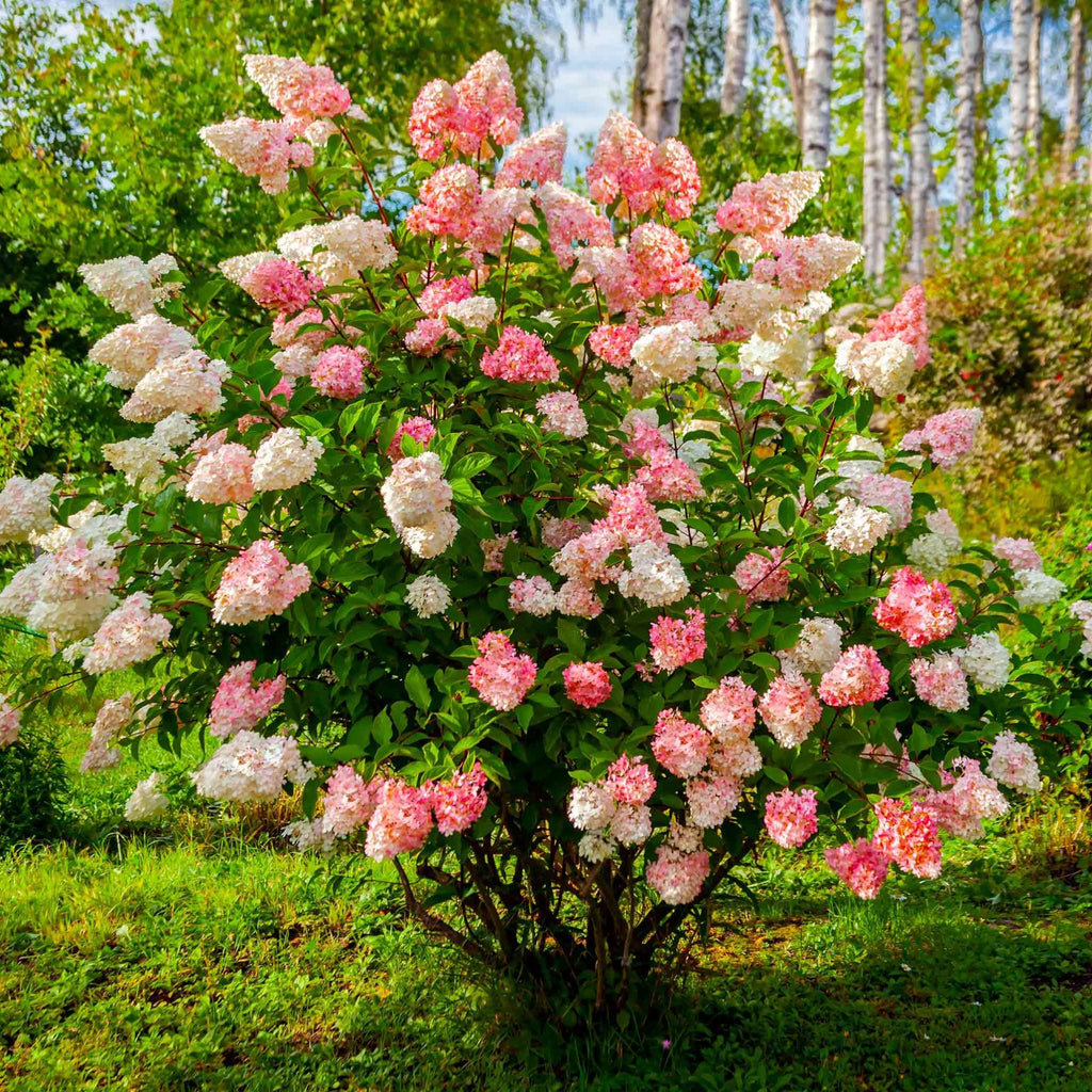 Vanilla Strawberry™ Hydrangea - Cheeky Garden