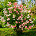 Vanilla Strawberry™ Hydrangea - Cheeky Garden
