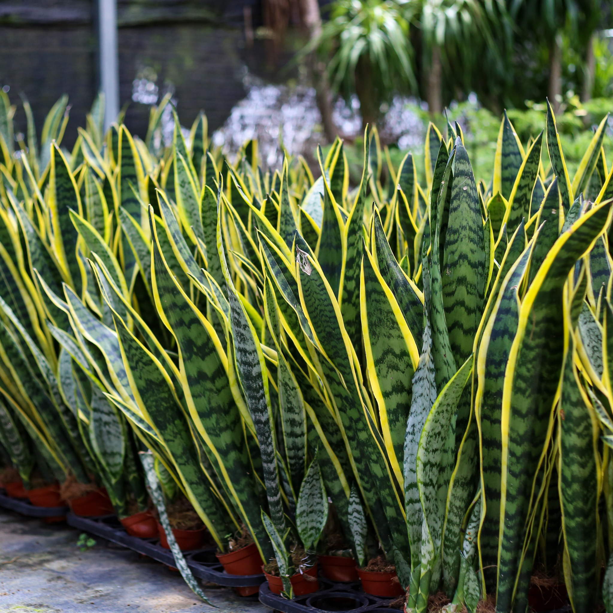 Variegated Golden Edge Sansevieria Snake Plant (Laurentii) - Cheeky Garden