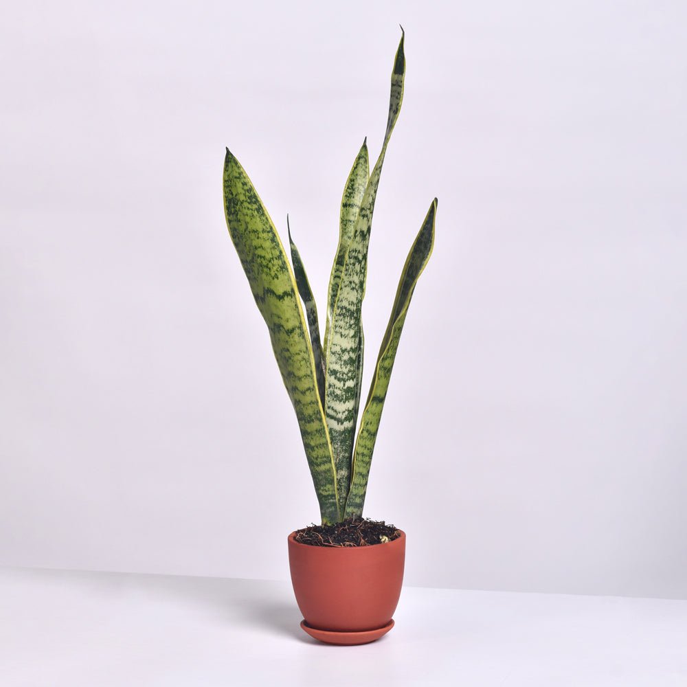 Variegated Golden Edge Sansevieria Snake Plant (Laurentii) - Cheeky Garden