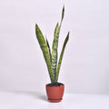 Variegated Golden Edge Sansevieria Snake Plant (Laurentii) - Cheeky Garden