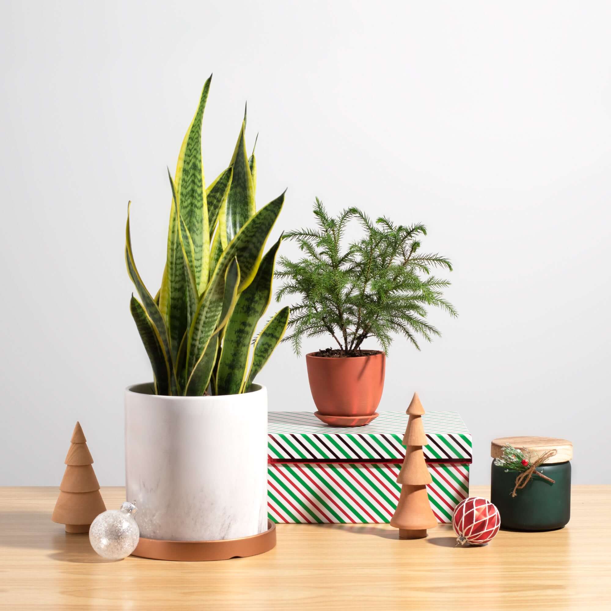 Variegated Golden Edge Sansevieria Snake Plant (Laurentii) - Cheeky Garden