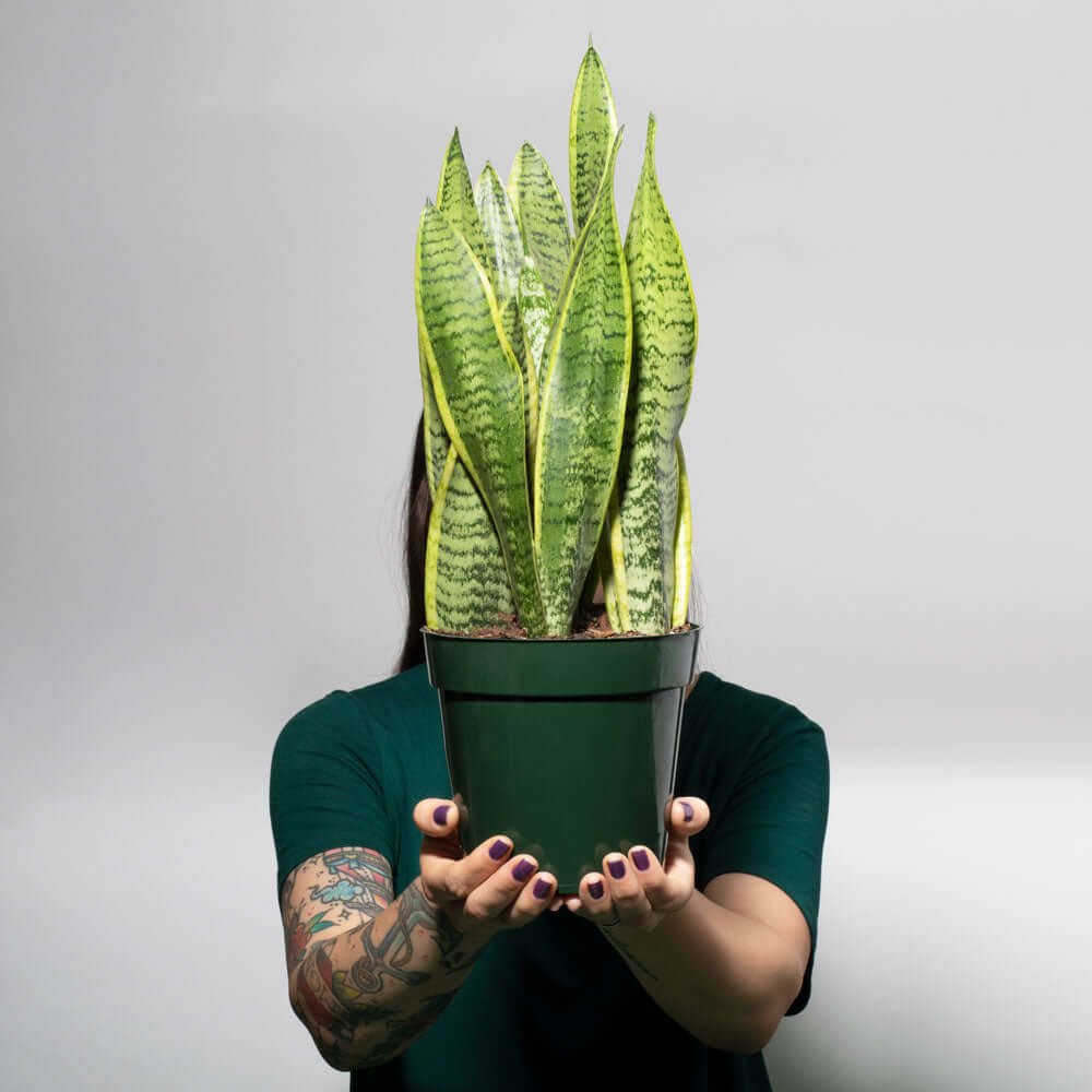 Variegated Golden Edge Sansevieria Snake Plant (Laurentii) - Cheeky Garden