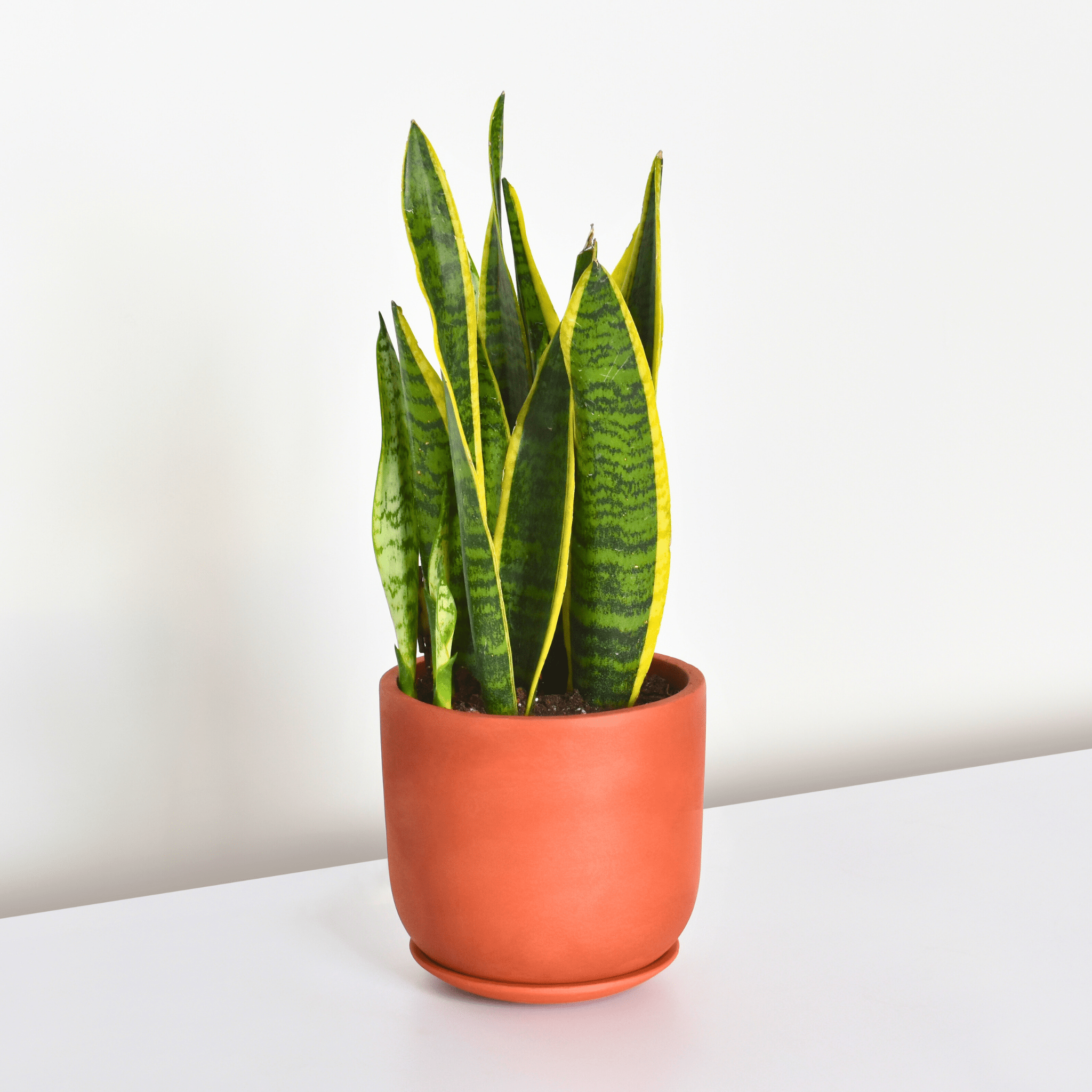 Variegated Golden Edge Sansevieria Snake Plant (Laurentii) - Cheeky Garden