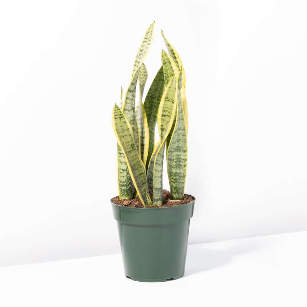Variegated Golden Edge Sansevieria Snake Plant (Laurentii) - Cheeky Garden